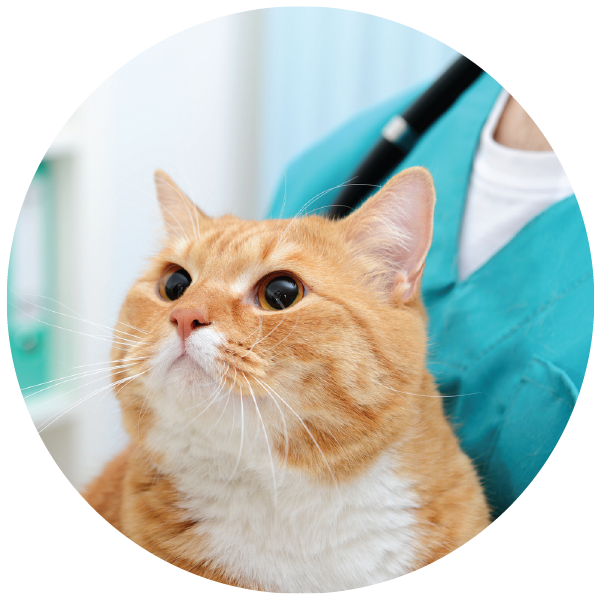 Midnight Sun Animal Hospital