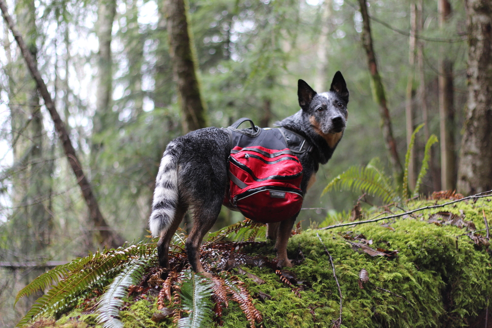 Ruffwear Palisades Pack — West Coast Heeler Pack