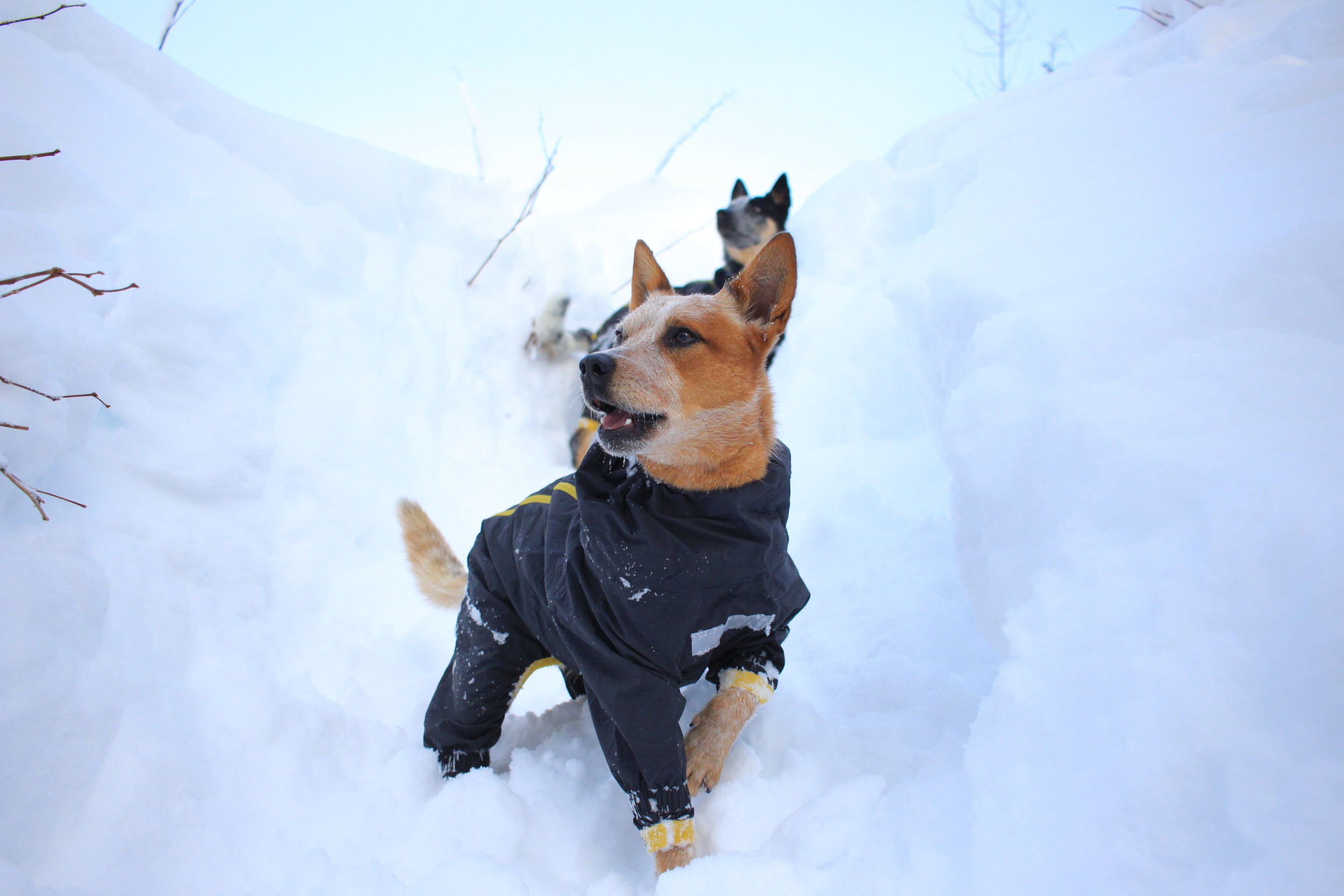 Hurtta Slush Combat Suit – Dogs That Hike