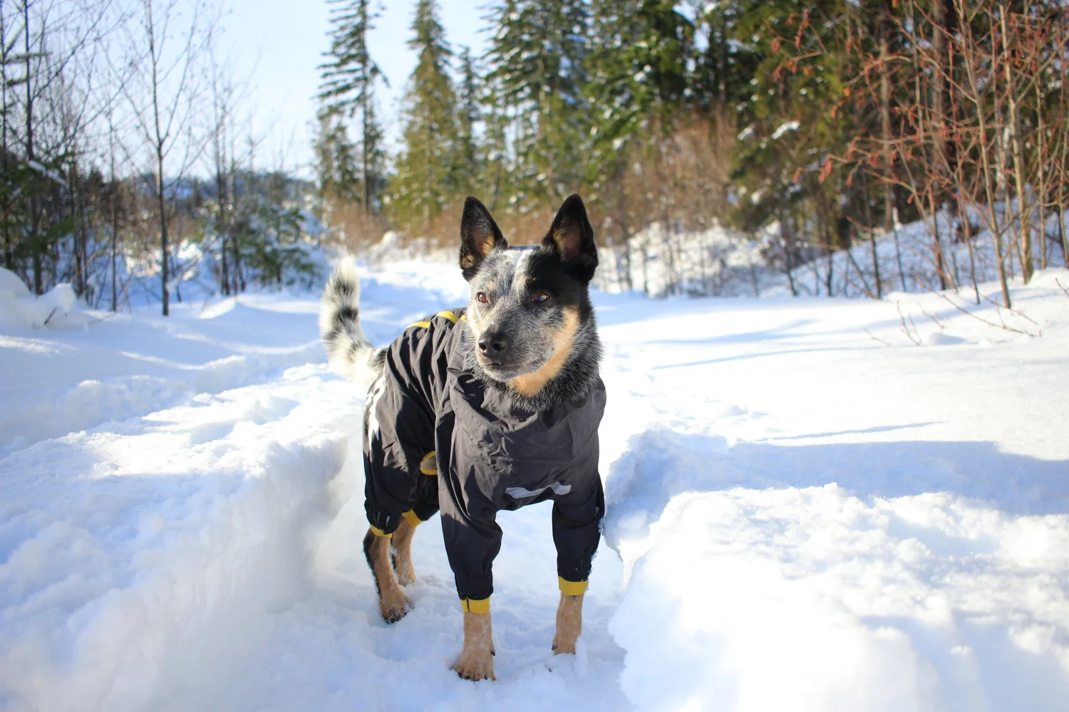 Hurtta Slush Combat Suit — Engaged K9