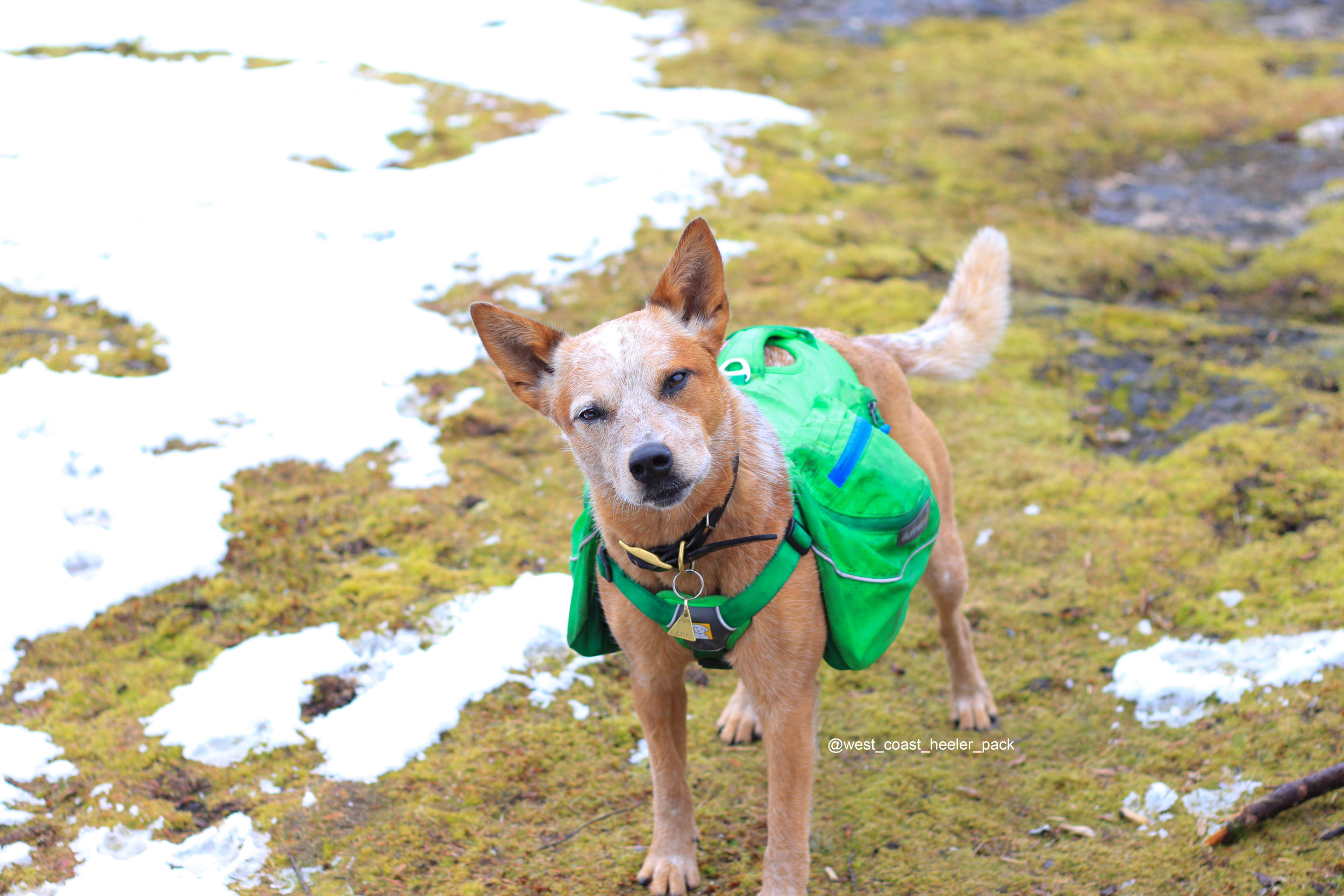 ruffwear approach dog backpack