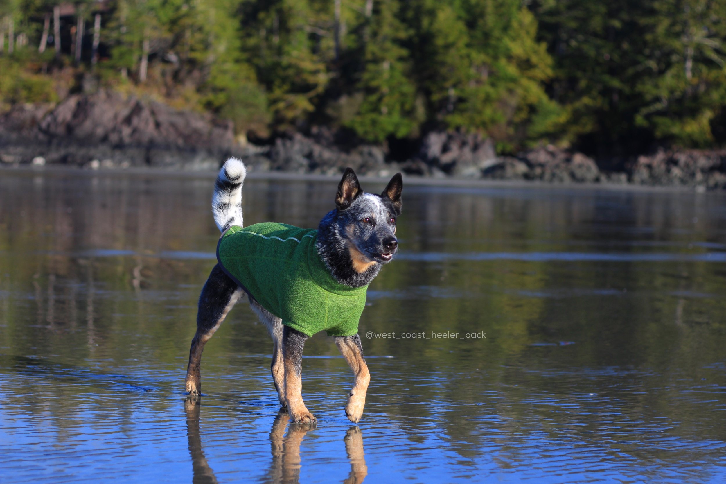 ruffwear fernie dog coat