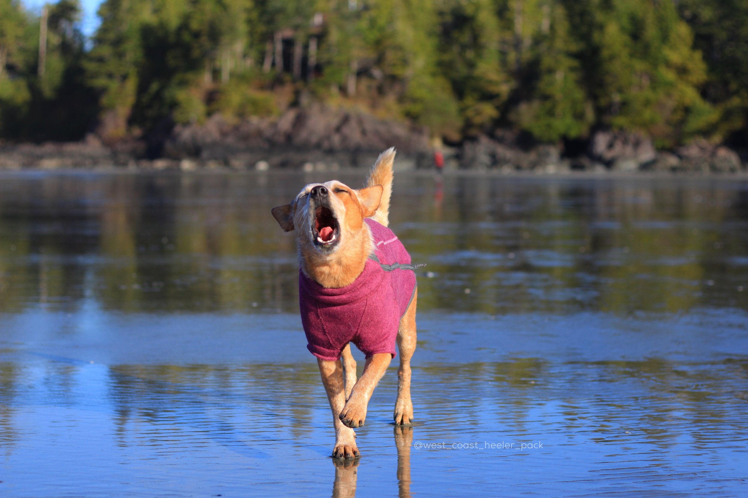 ruffwear fernie dog coat