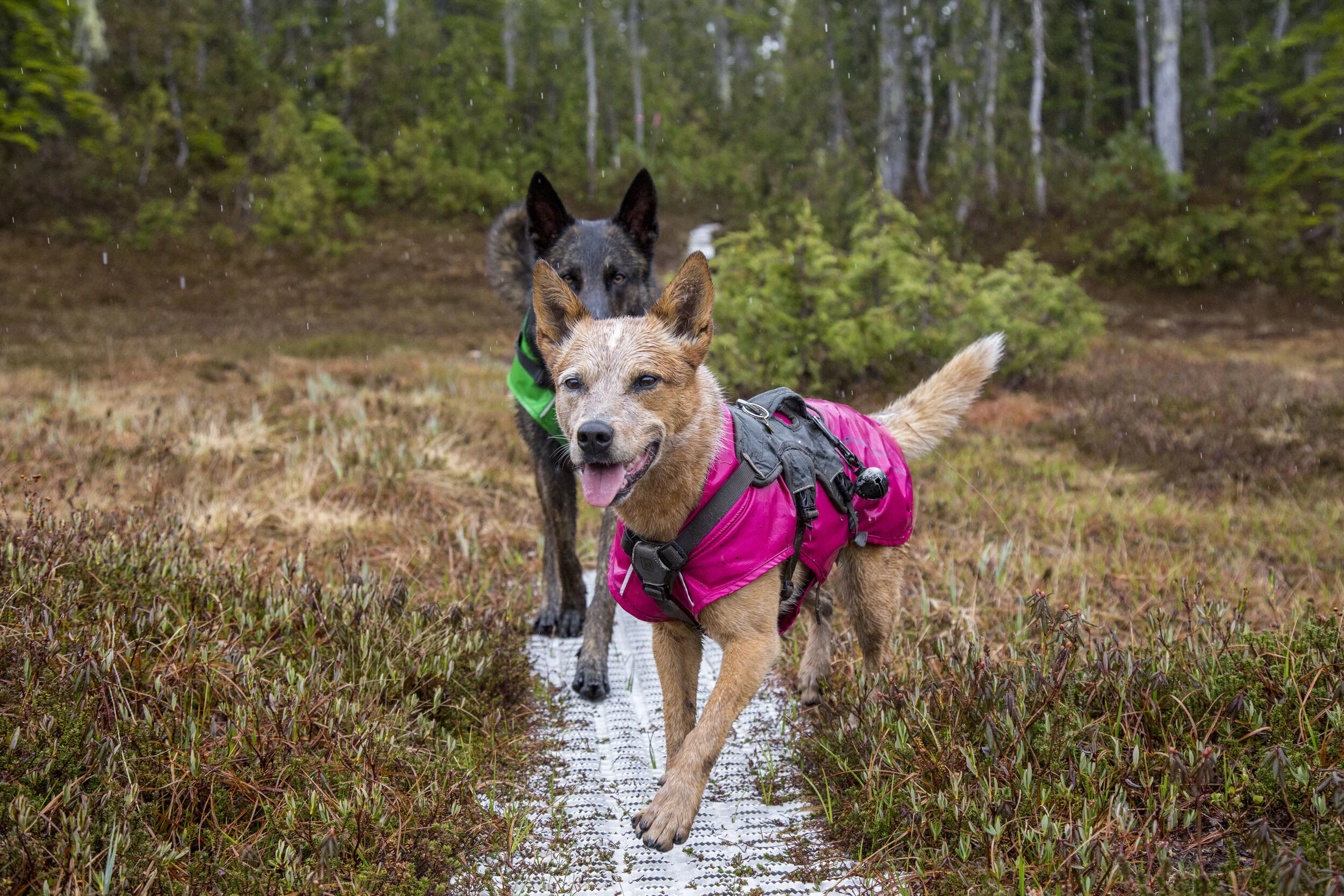 ruffwear dog clothes