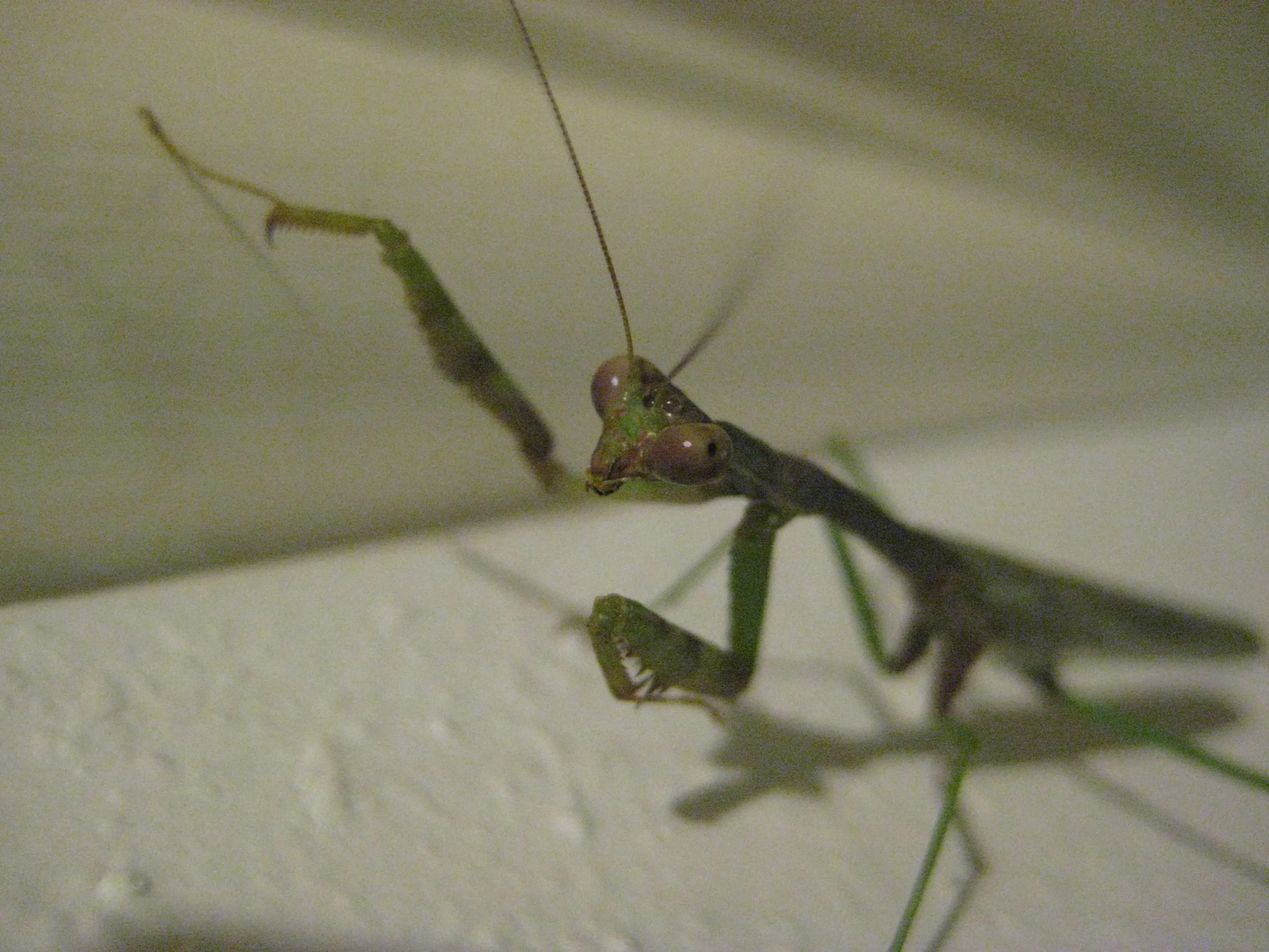  I want to make a devotional record with this Praying Mantis. 