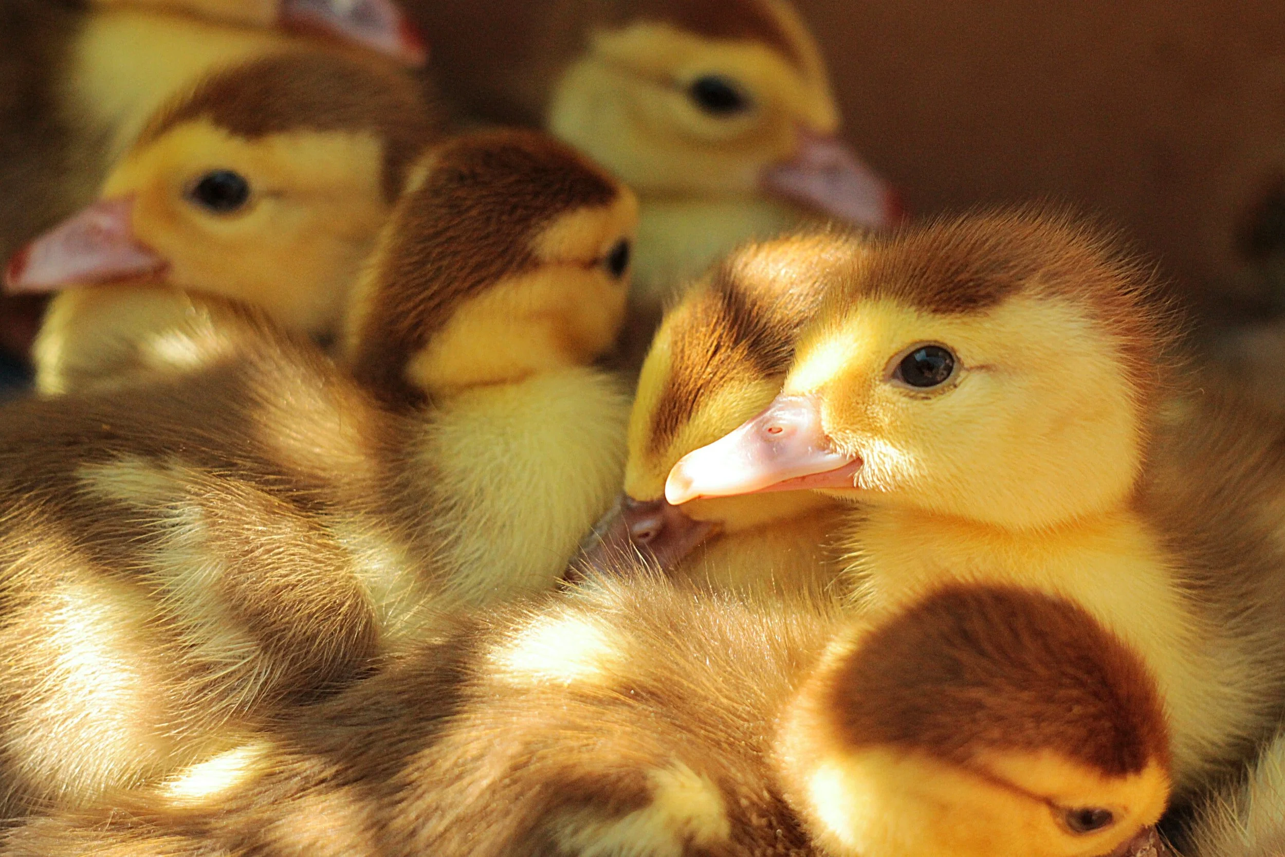 Home: Ducky