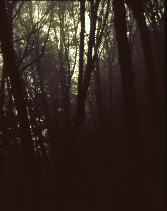 Pittock Scan_Trees.jpg