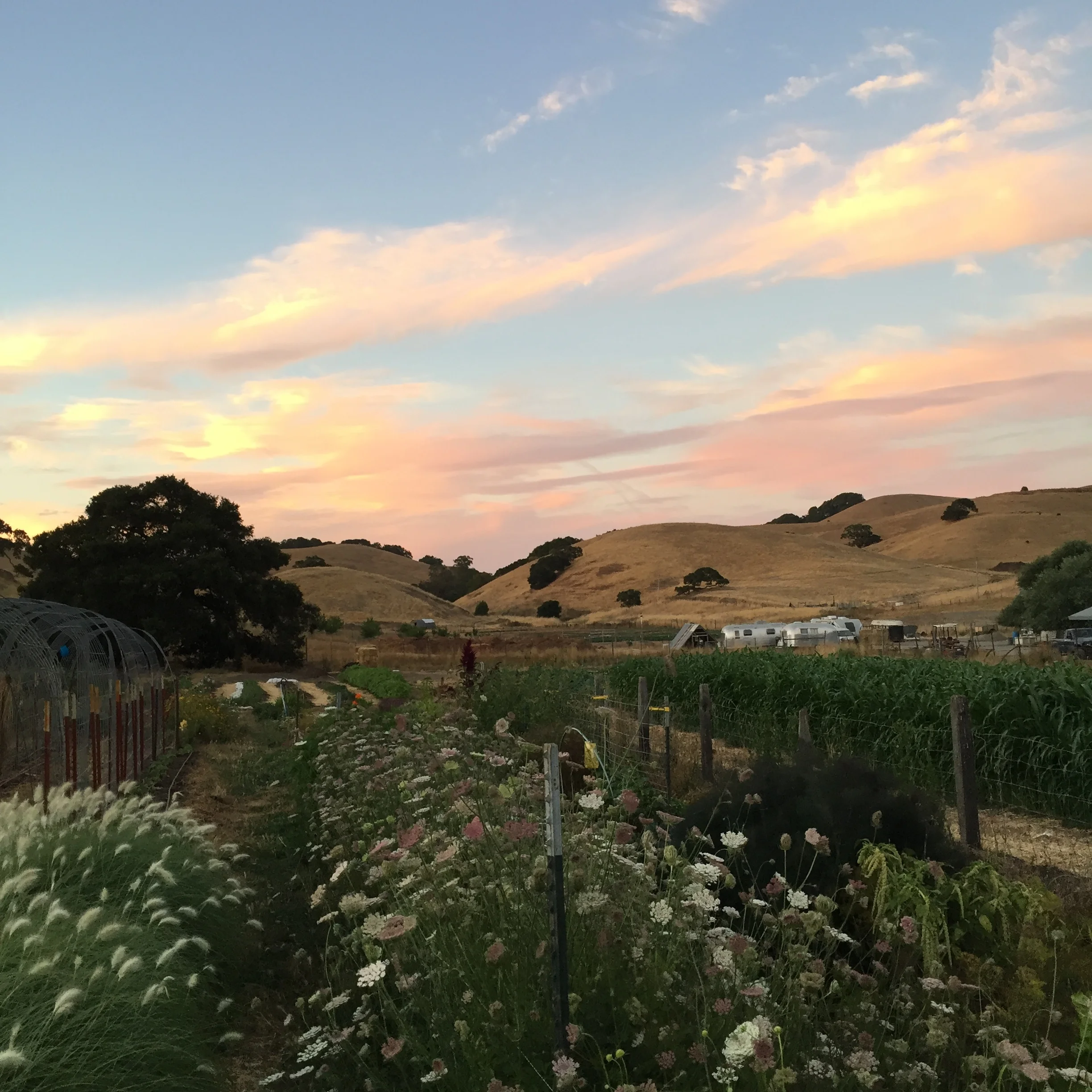 the fields in summer