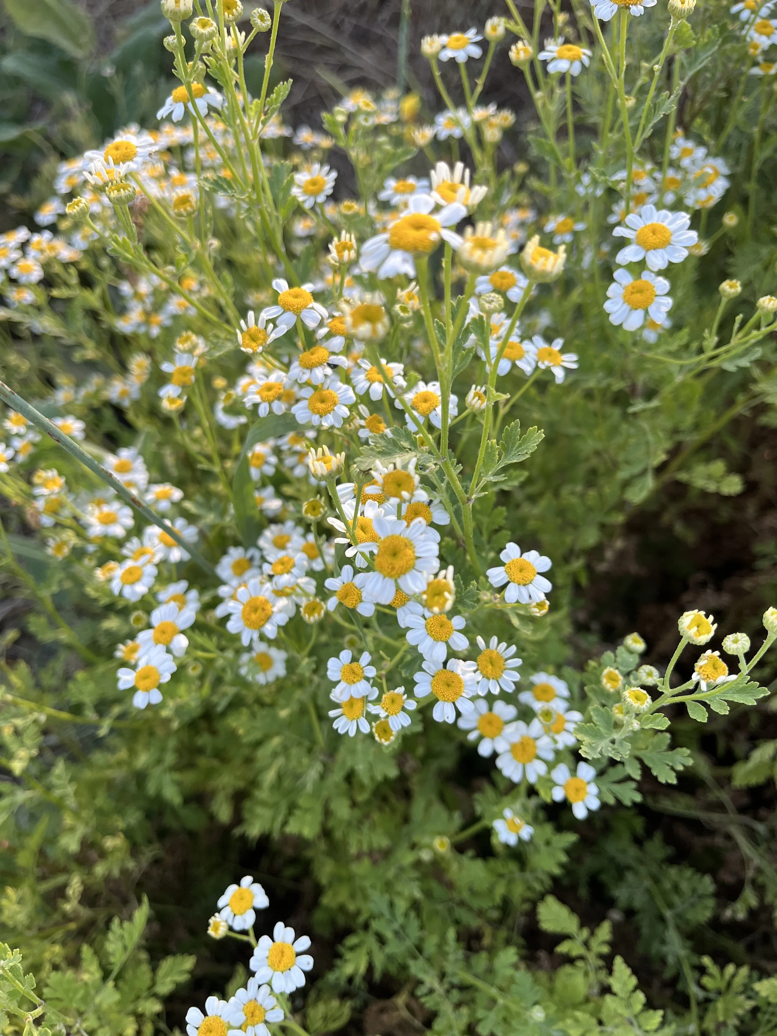 IMG_6225.jpeg