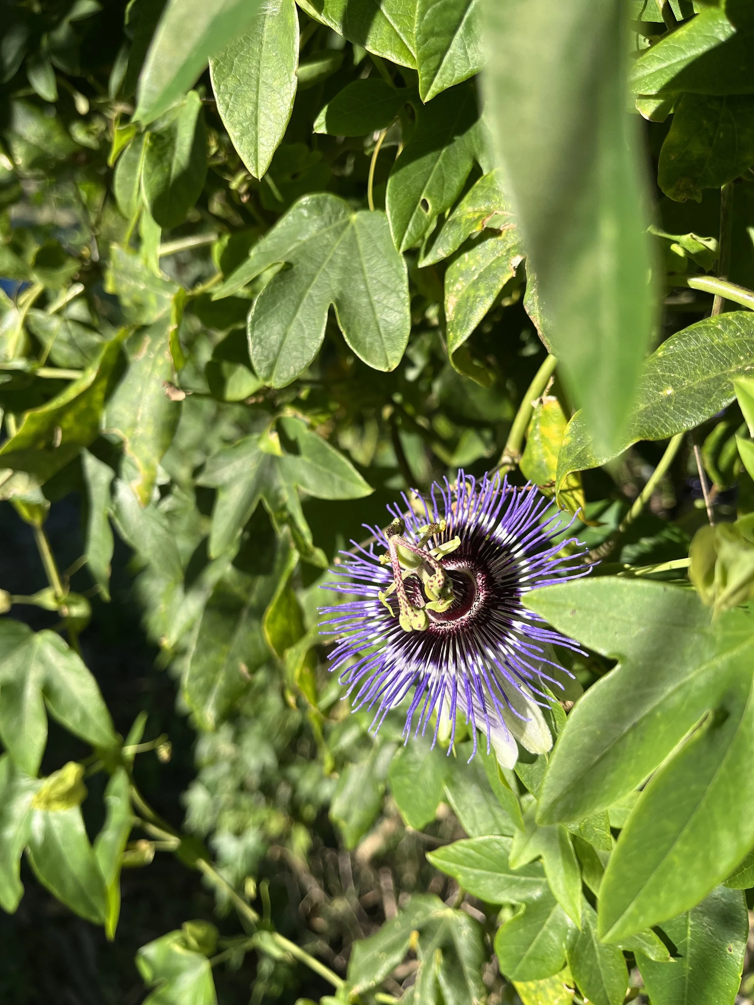IMG_5883.jpeg