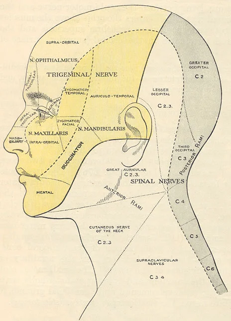 facialsensorynervedist.jpg