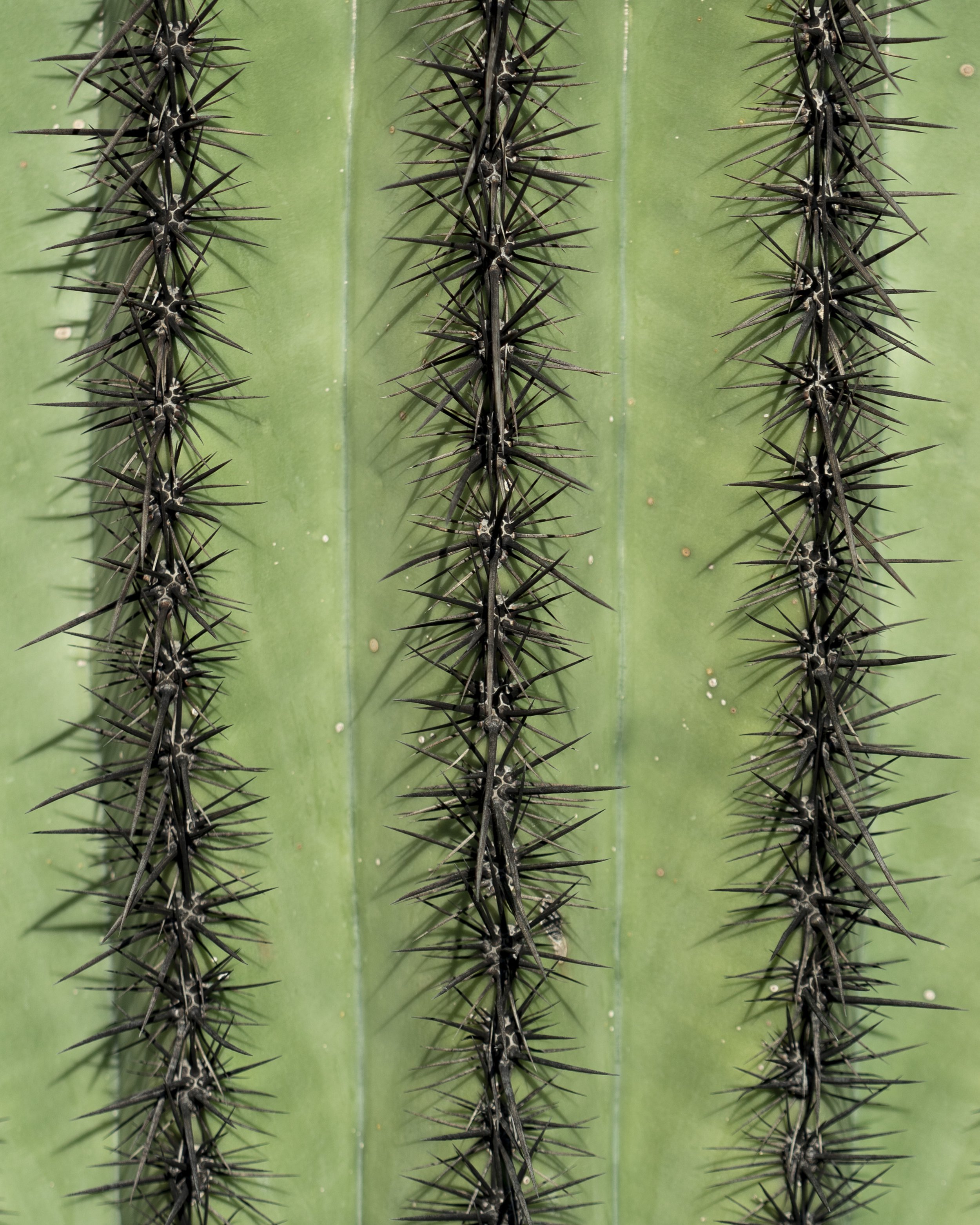 Cactus_02.JPG