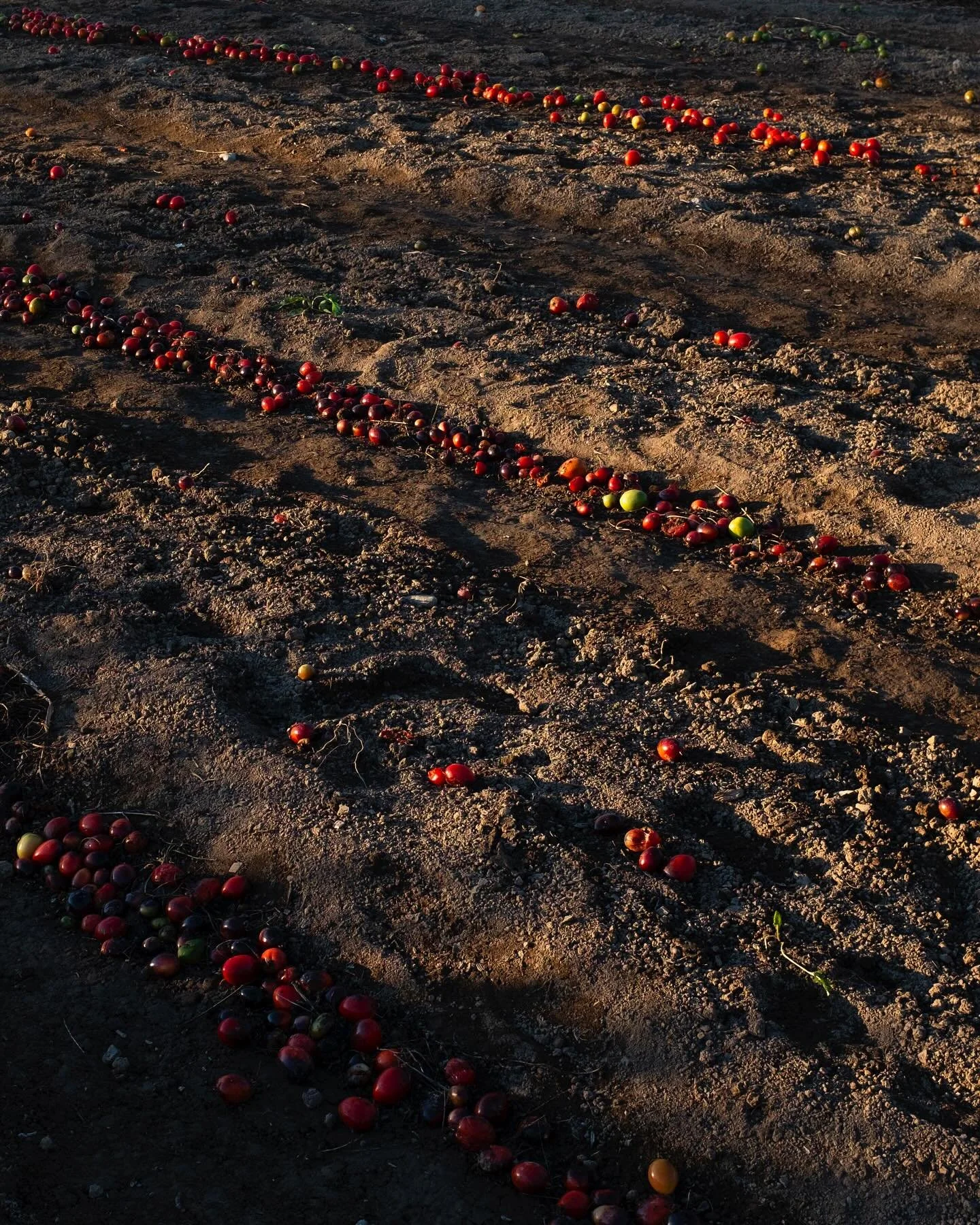 Tomato graveyard? 🍅💀
The compost in the experimental organic fields at the Wolf&rsquo;s Neck Center for Agriculture struck me as odd at first.  The fruits seemed too ripe and delicious to be left out to rot. However the more I learn about the impor