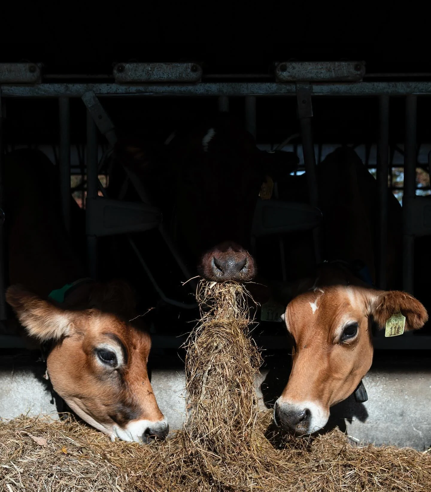 Cows eat seaweed mixed in with their hay to minimize methane production at the experimental organic dairy at Wolfe&rsquo;s Neck Center for Agriculture and the Environment in Maine.