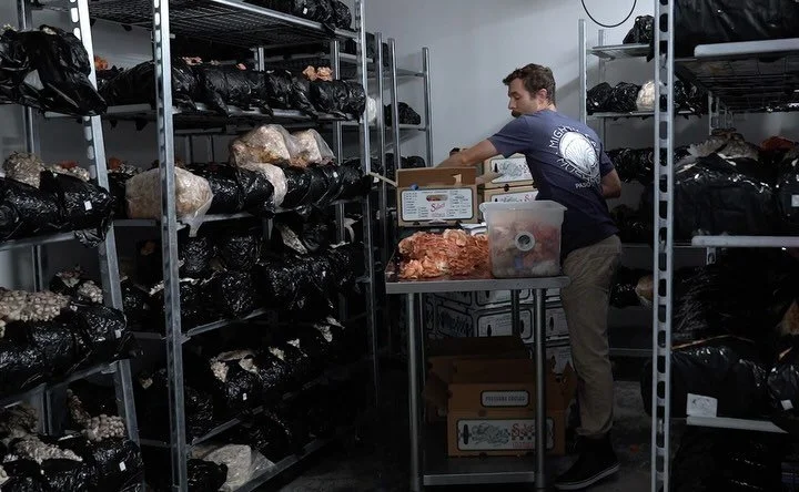 Pink Oyster mushroom harvest at Mighty Cap Mushrooms in California.

I had the chance to see behind the scenes of how they are sustainably growing hundreds of pounds of organic mushrooms a week within the very small footprint of their grow facility.