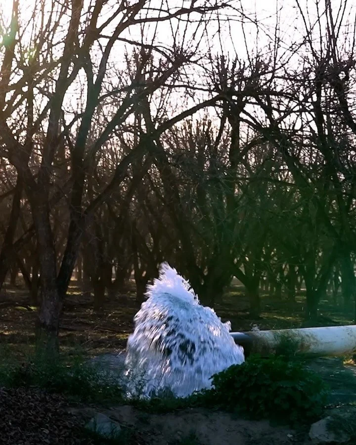 For years, I heard about the environmental harm of growing nuts. Witnessing flood irrigation in the desert made me reckon with just how inefficient this method of food production truly is.

As a dust tornado swirled through a neighboring field it was