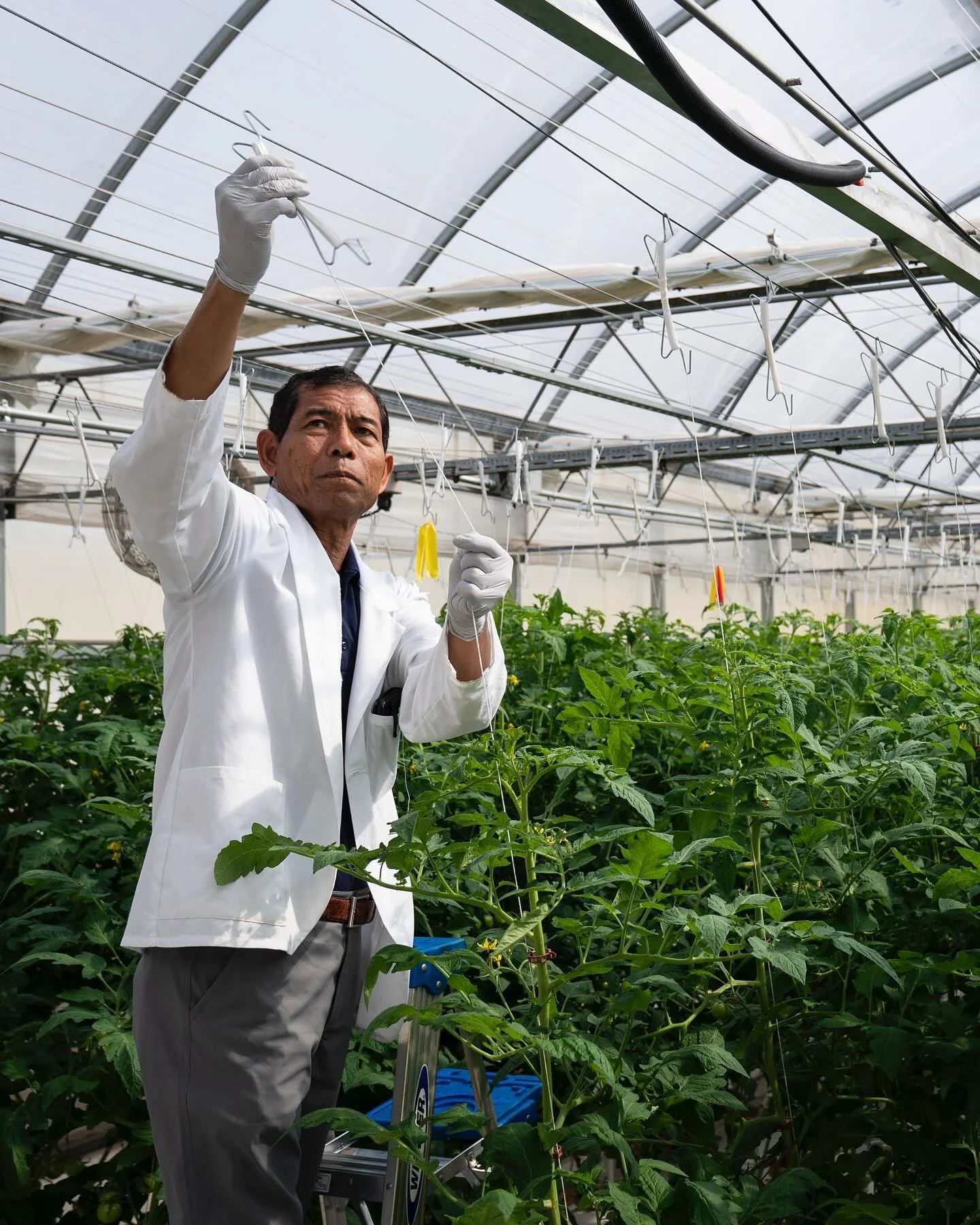 Can artificial intelligence unlock the key to the perfect tomato? 🍅 

While the world wonders whether artificial intelligence will bring upon the end of the world, researchers in Arizona are using AI to improve the quality of tomatoes.

Sensors thro