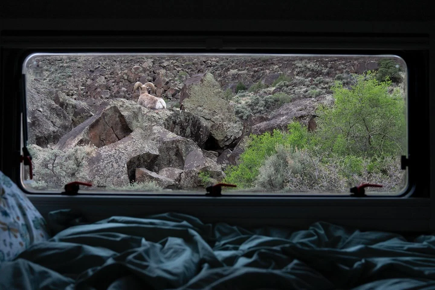 &ldquo;Wanderer&rsquo;s Window&rdquo; continued&hellip;
Big horn sheep &amp; desert views