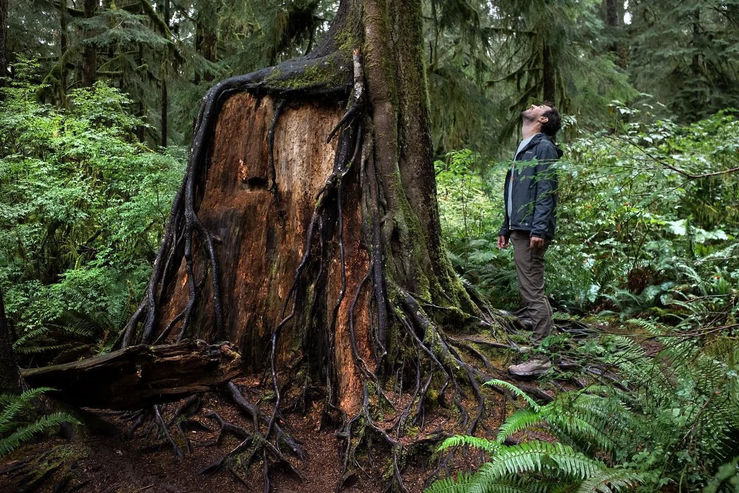 Tree Week Day Five! The last day is dedicated to nurse logs. As if I needed another reason to think trees are remarkable, I learned that trees find a way to help each other postmortem.

Nitrogen-rich dark soil called &lsquo;humus&rsquo; forms from th