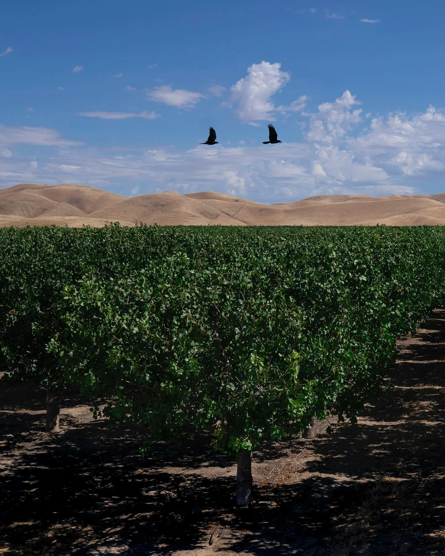 Lush orchards starkly contrast the surrounding desert in California&rsquo;s agricultural hub outside of LA.