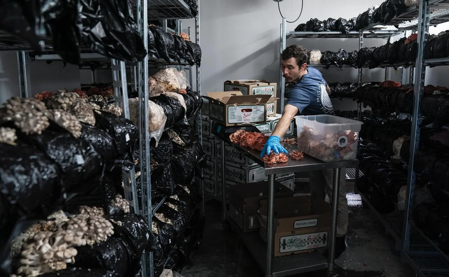 Pink Oyster mushroom harvest at Mighty Cap Mushrooms in California.

I had the chance to see behind the scenes of how they are sustainably growing hundreds of pounds of organic mushrooms a week within the very small footprint of their grow facility.