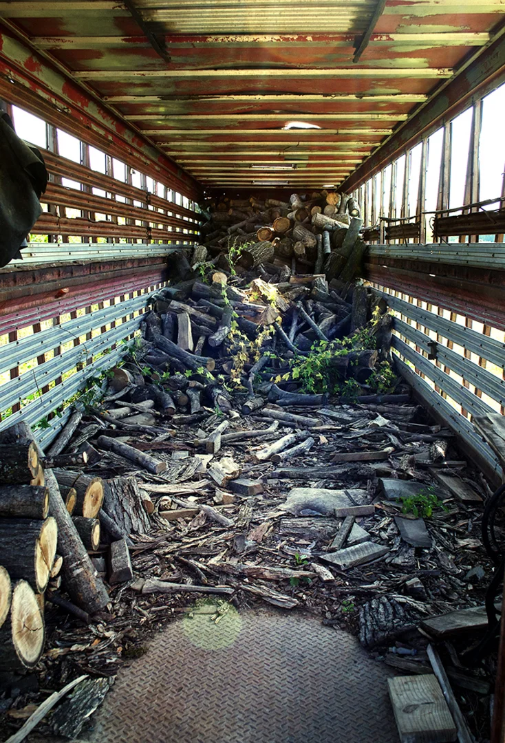 vines.jpg