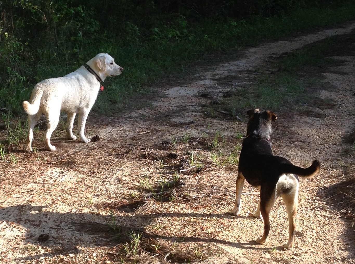 Boo Boo and Scrap.jpg