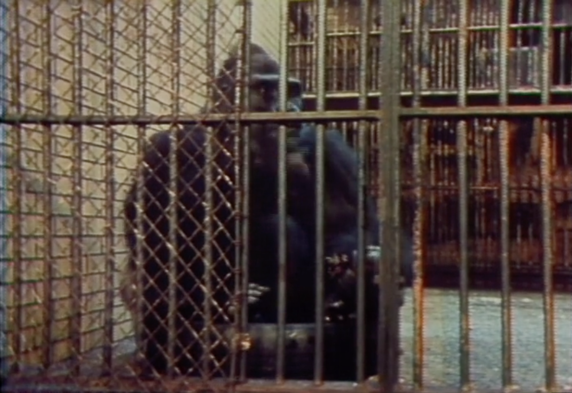 ‘Otto’ begins his day in his former cage