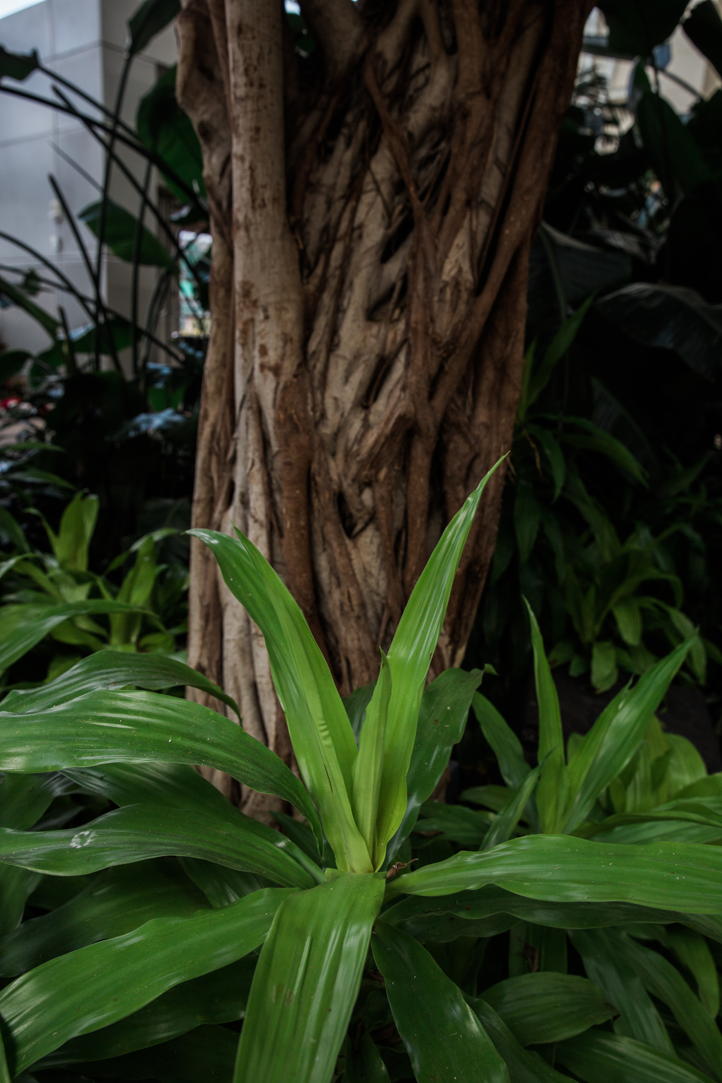Gaylord Engagement-18.jpg