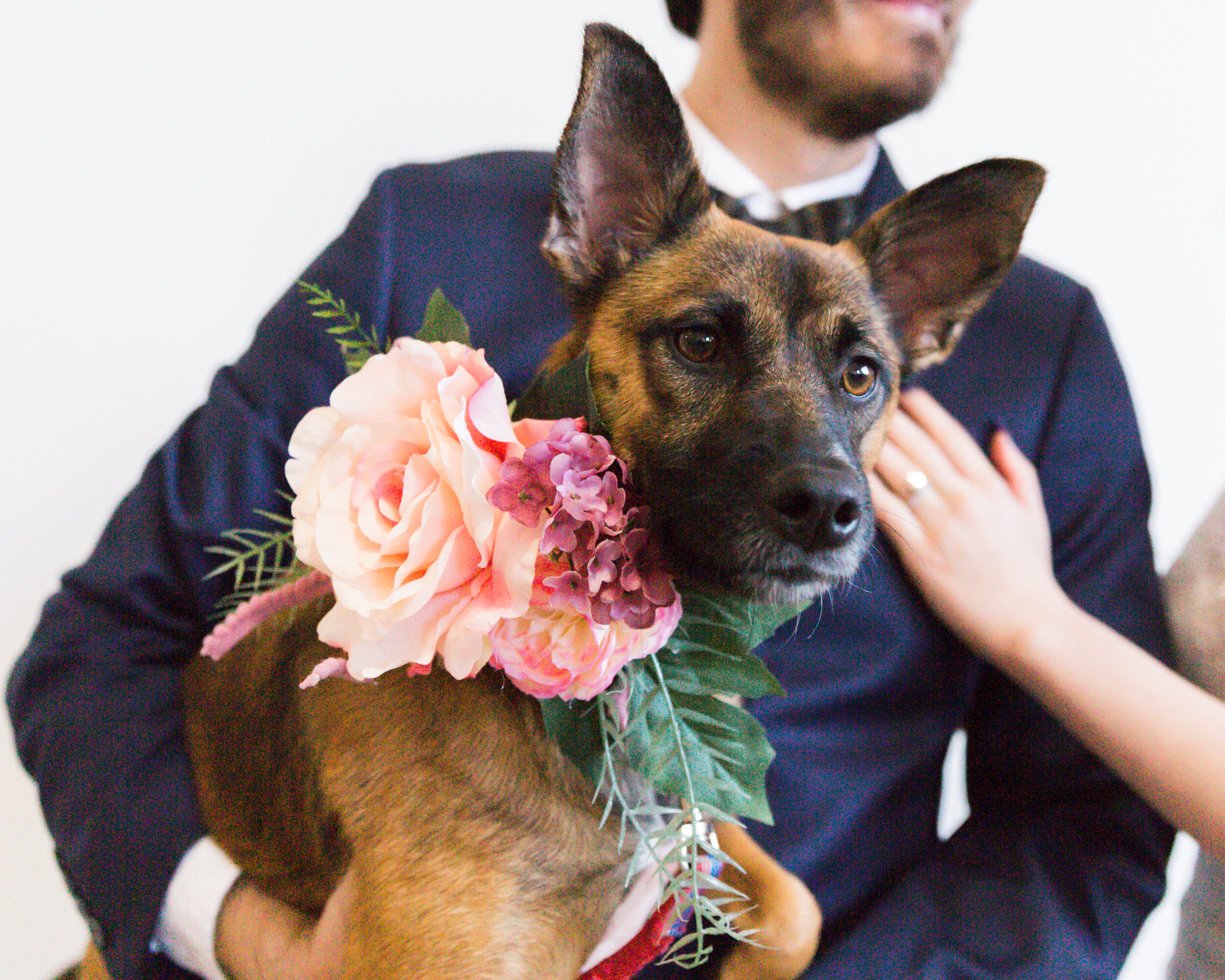 haven street ballroom wedding with puppies best baltimore photographers megapixels media photography-7.jpg