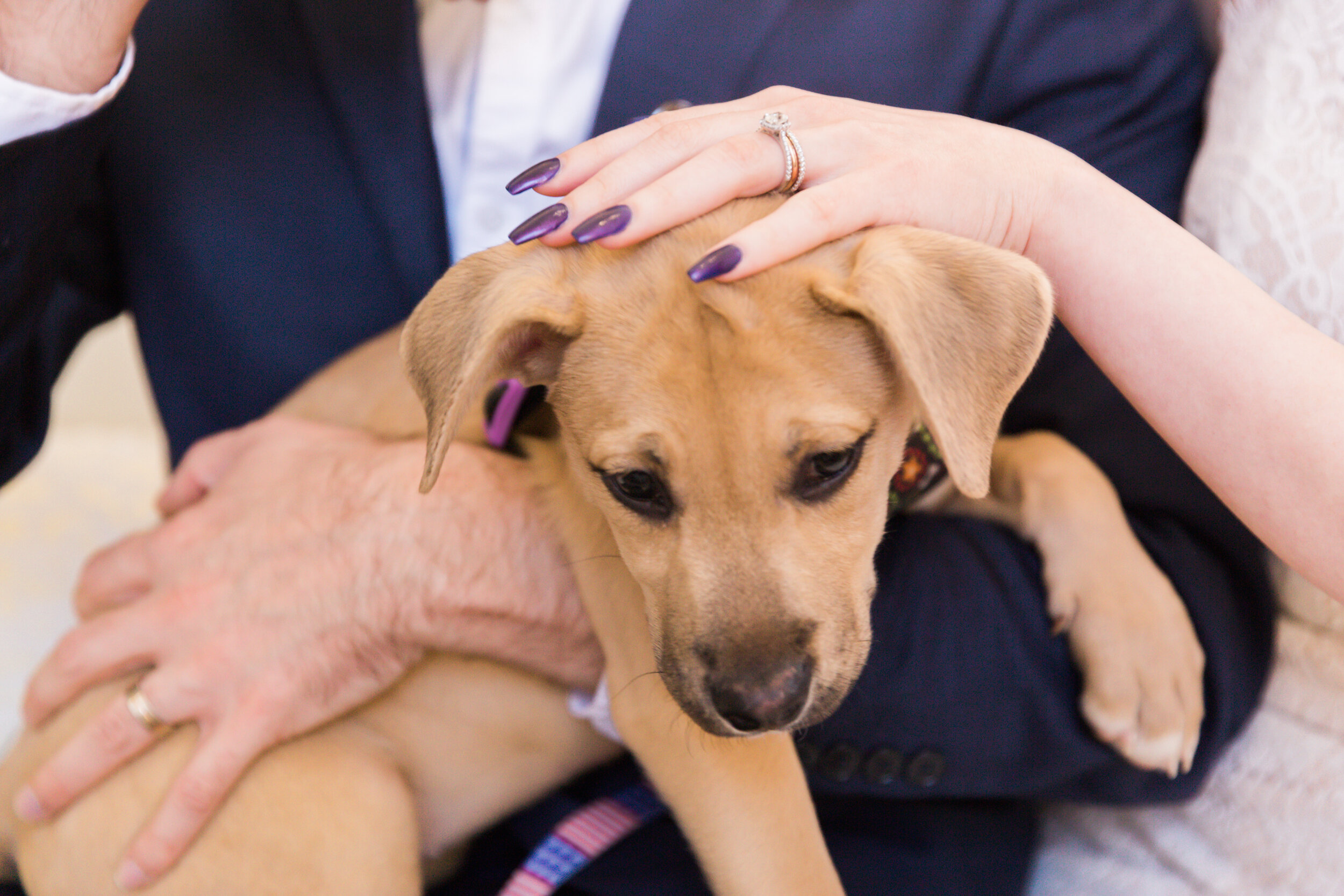 haven street ballroom wedding with puppies best baltimore photographers megapixels media photography-55.jpg