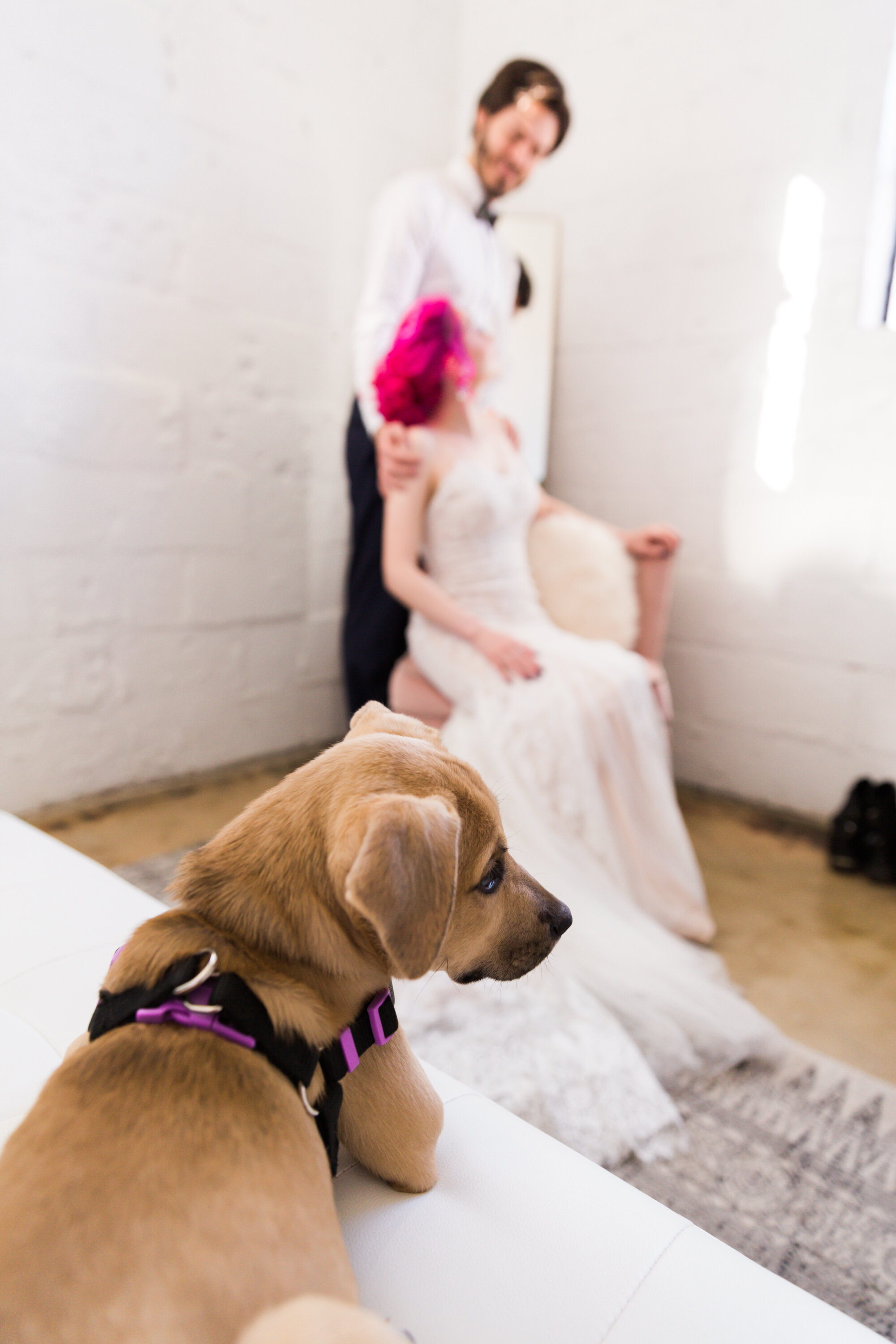 haven street ballroom wedding with puppies best baltimore photographers megapixels media photography-59.jpg