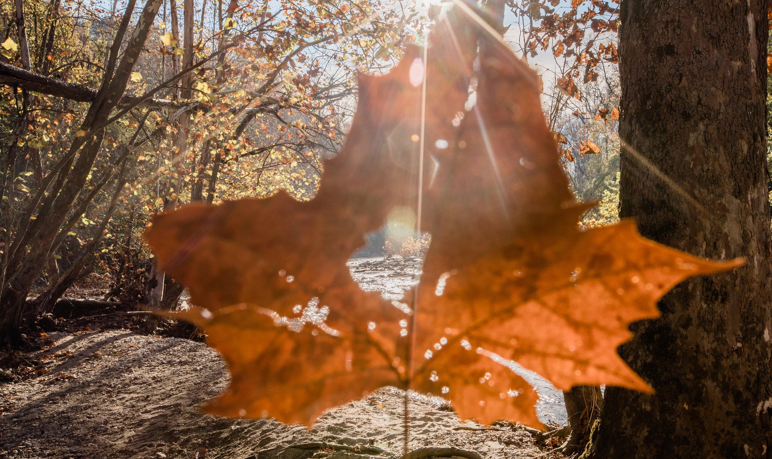 Best Autumn Engagement Photos at patapsco Park in Maryland shot by Megapixels media photography-19.jpg