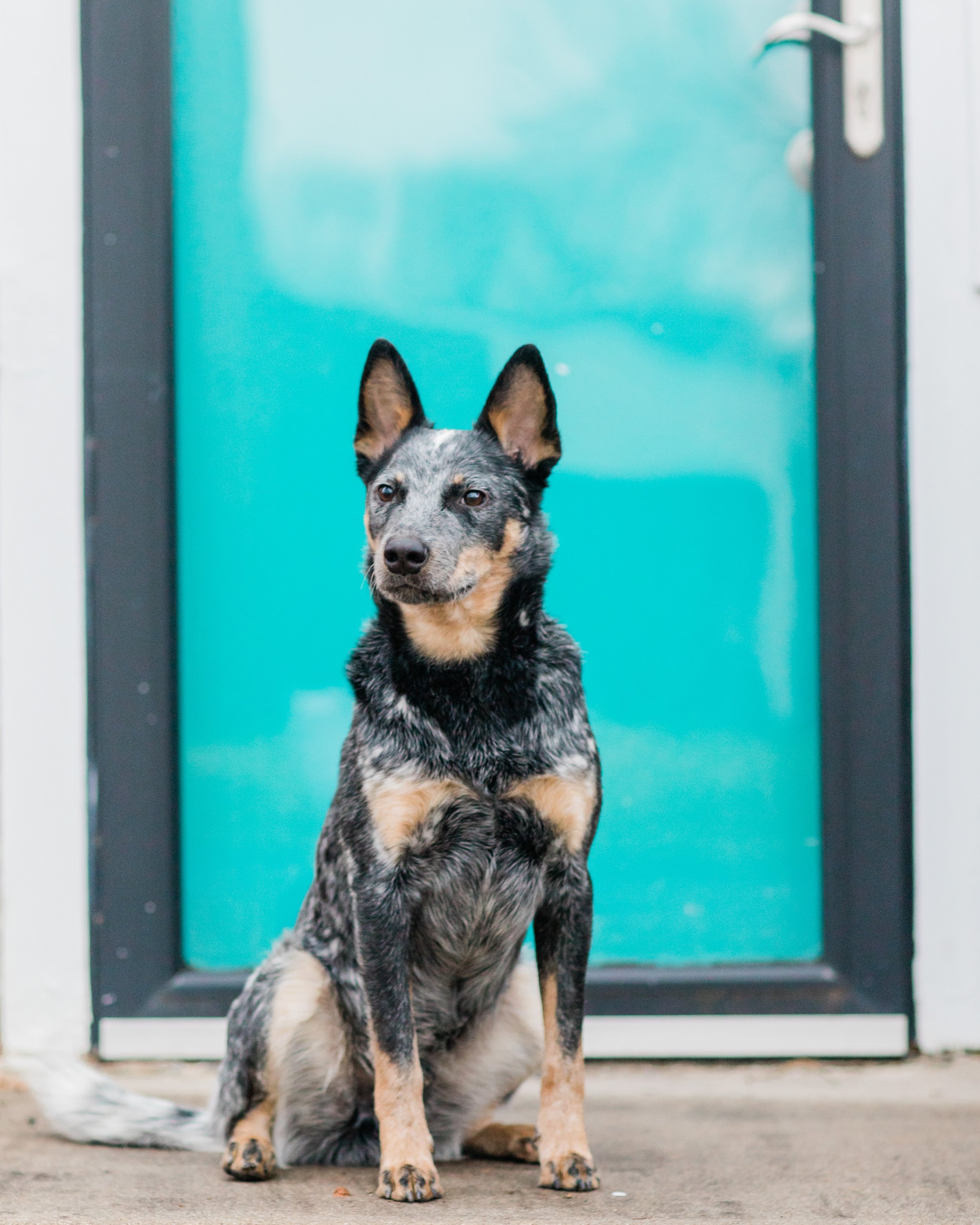 In Home Mini Session with blue heeler Dog Bluey Megapixels Media Photography Best Maryland and Pennsylvania Lifestyle Photographer -8.jpg