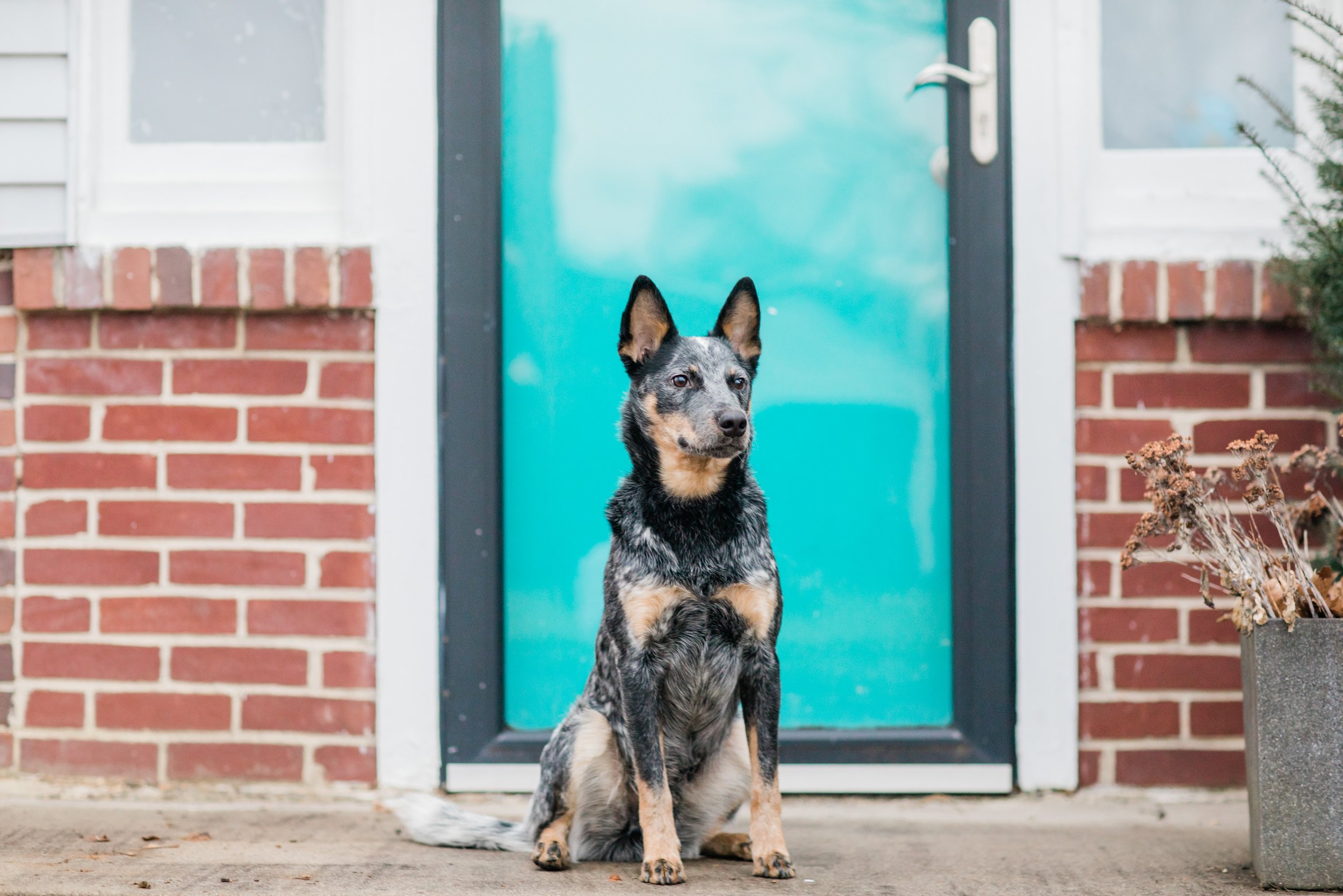 In Home Mini Session with blue heeler Dog Bluey Megapixels Media Photography Best Maryland and Pennsylvania Lifestyle Photographer -9.jpg
