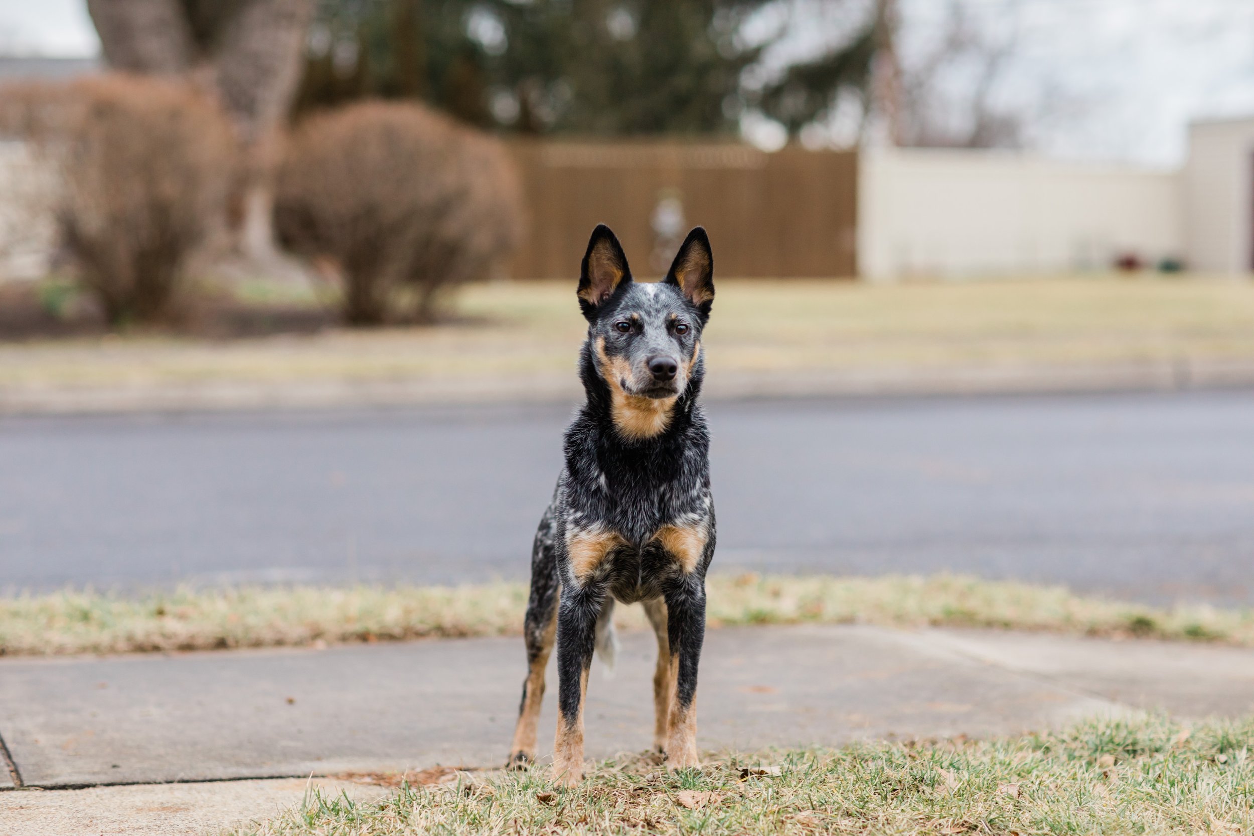 Bailey In Home Mini Session with blue heeler Dog Bluey Megapixels Media Photography Best Maryland and Pennsylvania Lifestyle Photographer -10.jpg