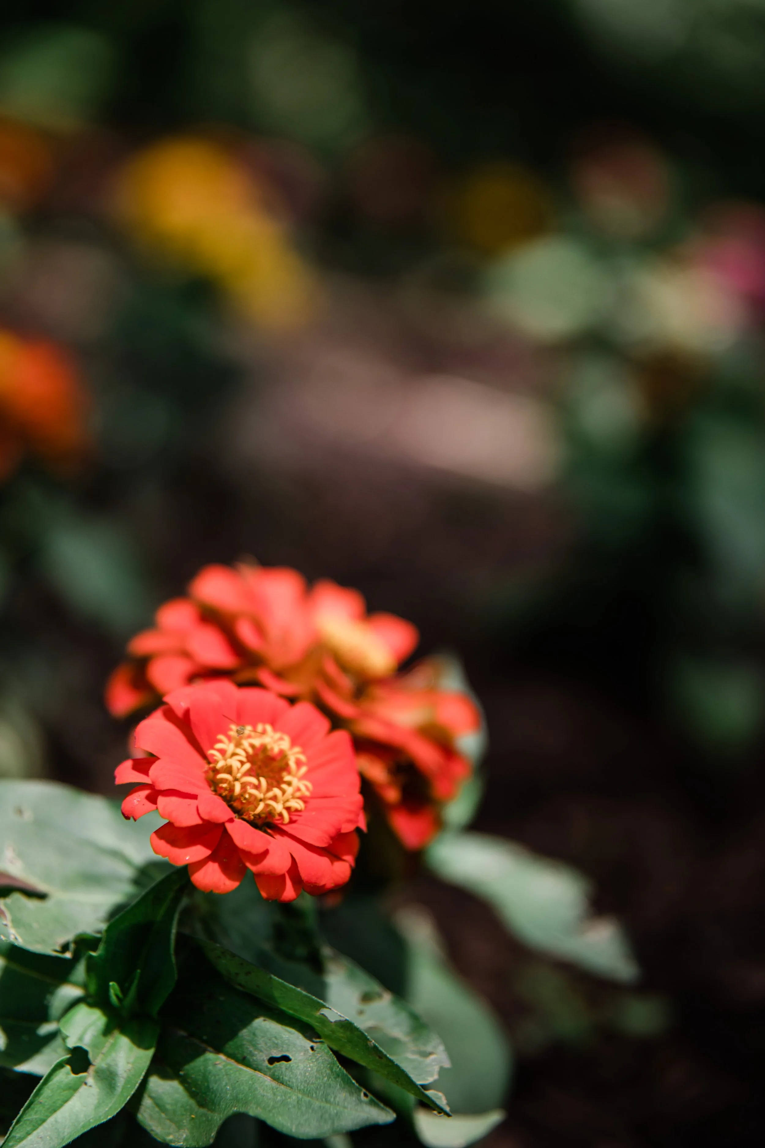 Baltimore Maryland Sherwood Gardens Engagment Photography by Megapixels Media-1.jpg