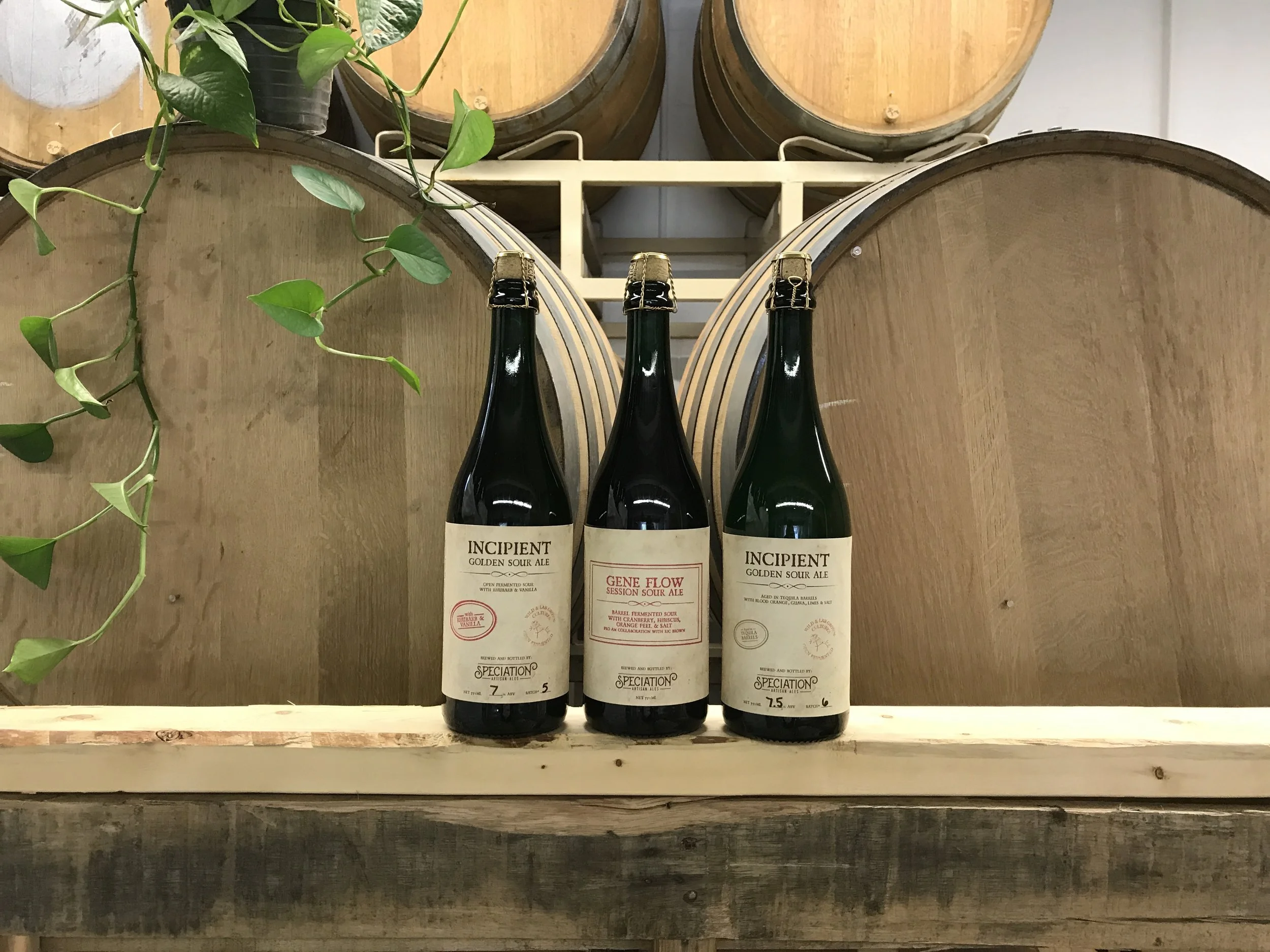 August Bottle Release - Rhubarb sour, Cranberry sour, Tequila Barrel sour!