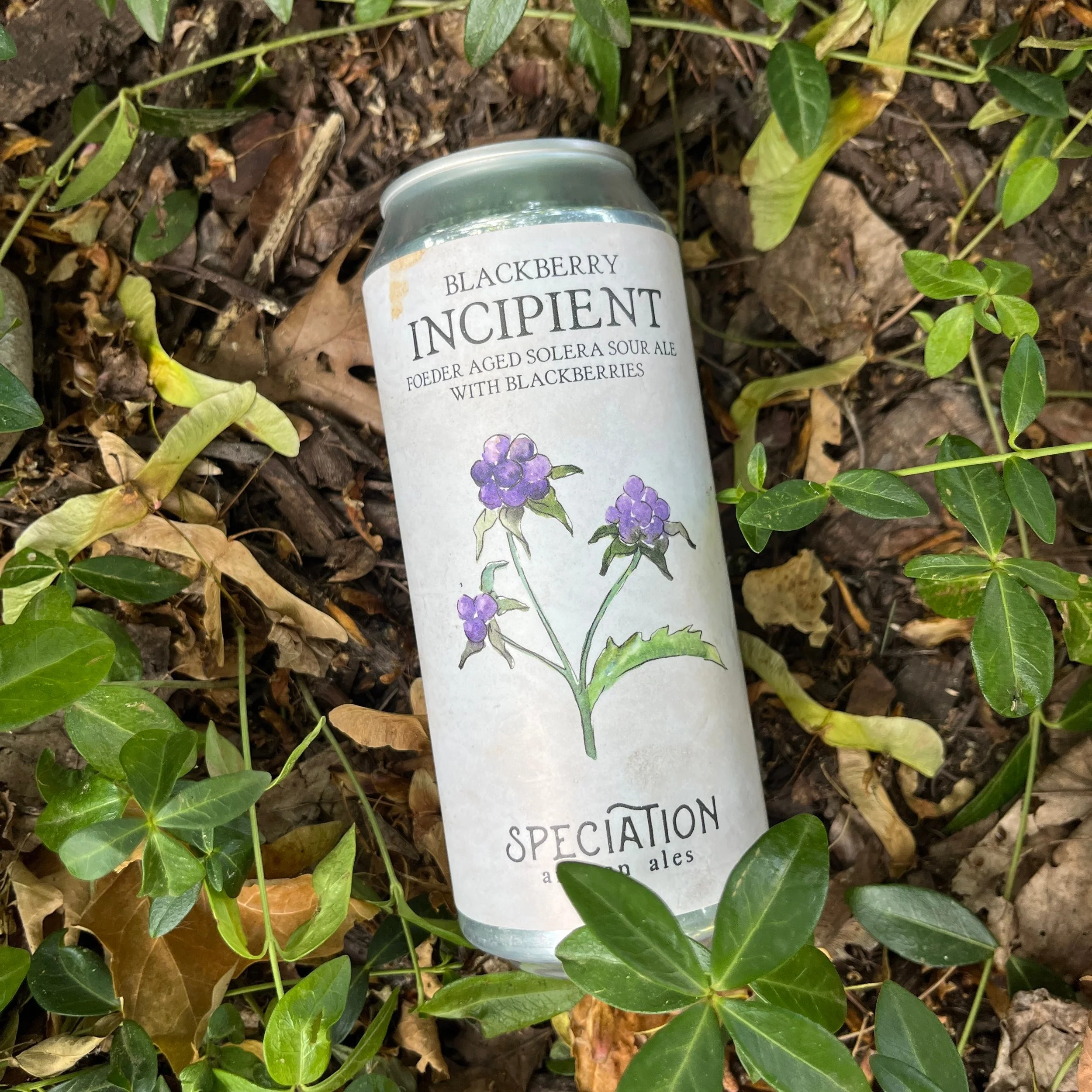 Blackberry Incipient