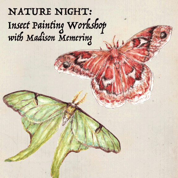 Nature Night: Insect Painting Workshop w/ Madison Memering