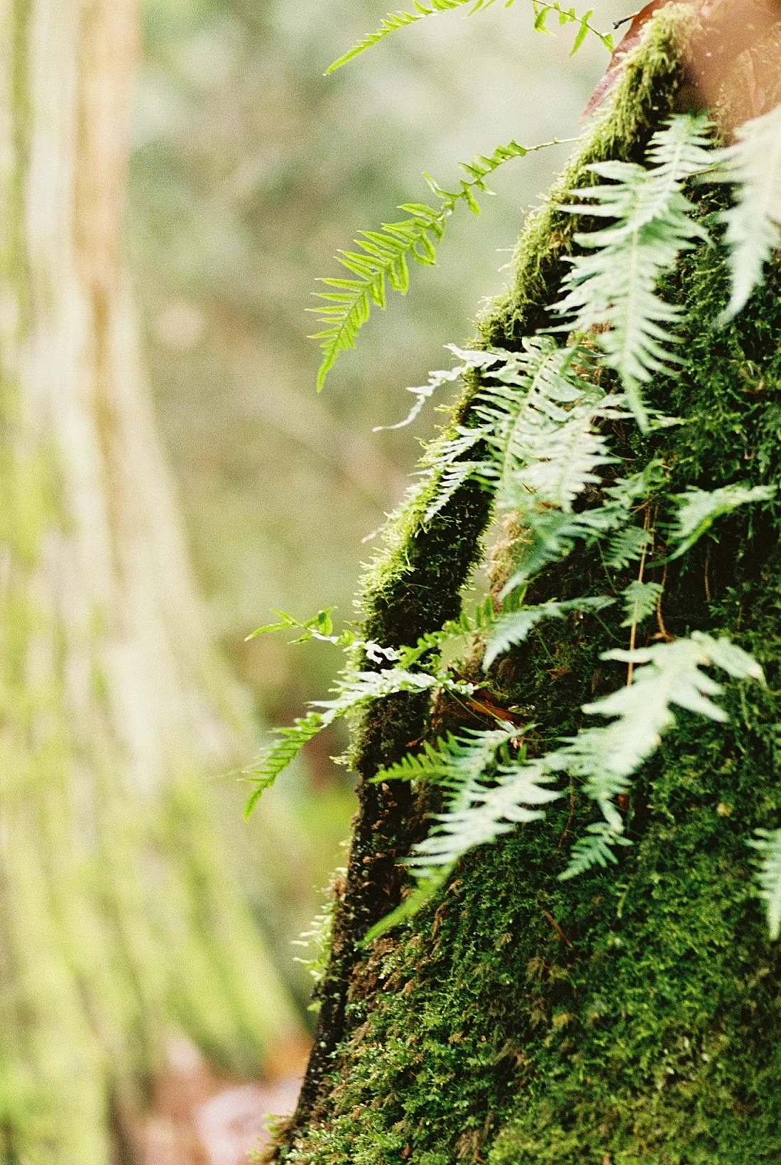 Ho Rainforest, Forks, Washington