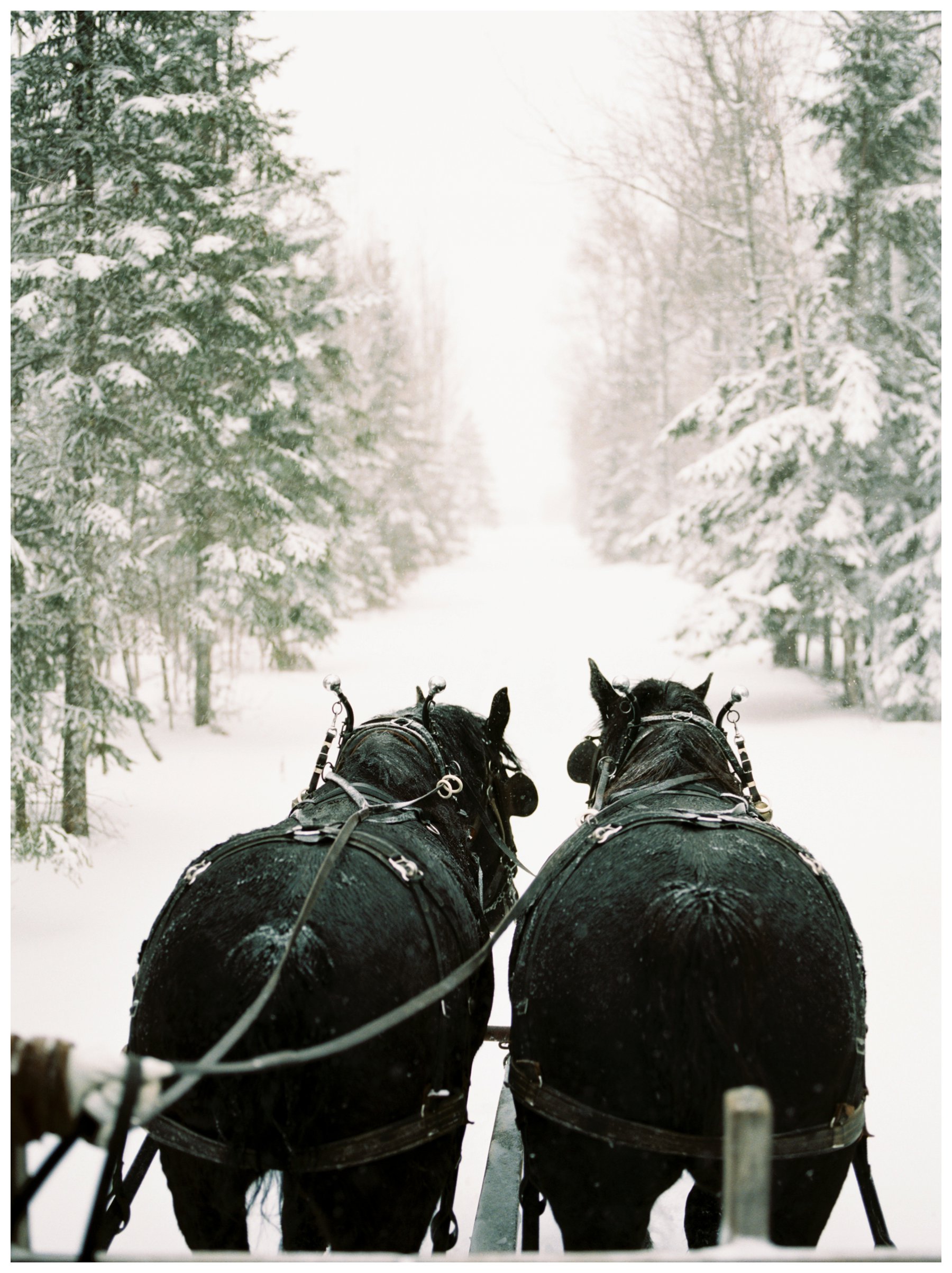 fine art travel photography of sleigh ride in northern Minnesota