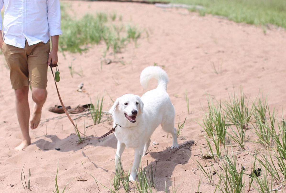 7. Our Big White Fluffball