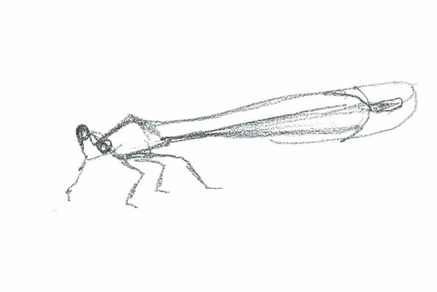 damselfly_small.jpg