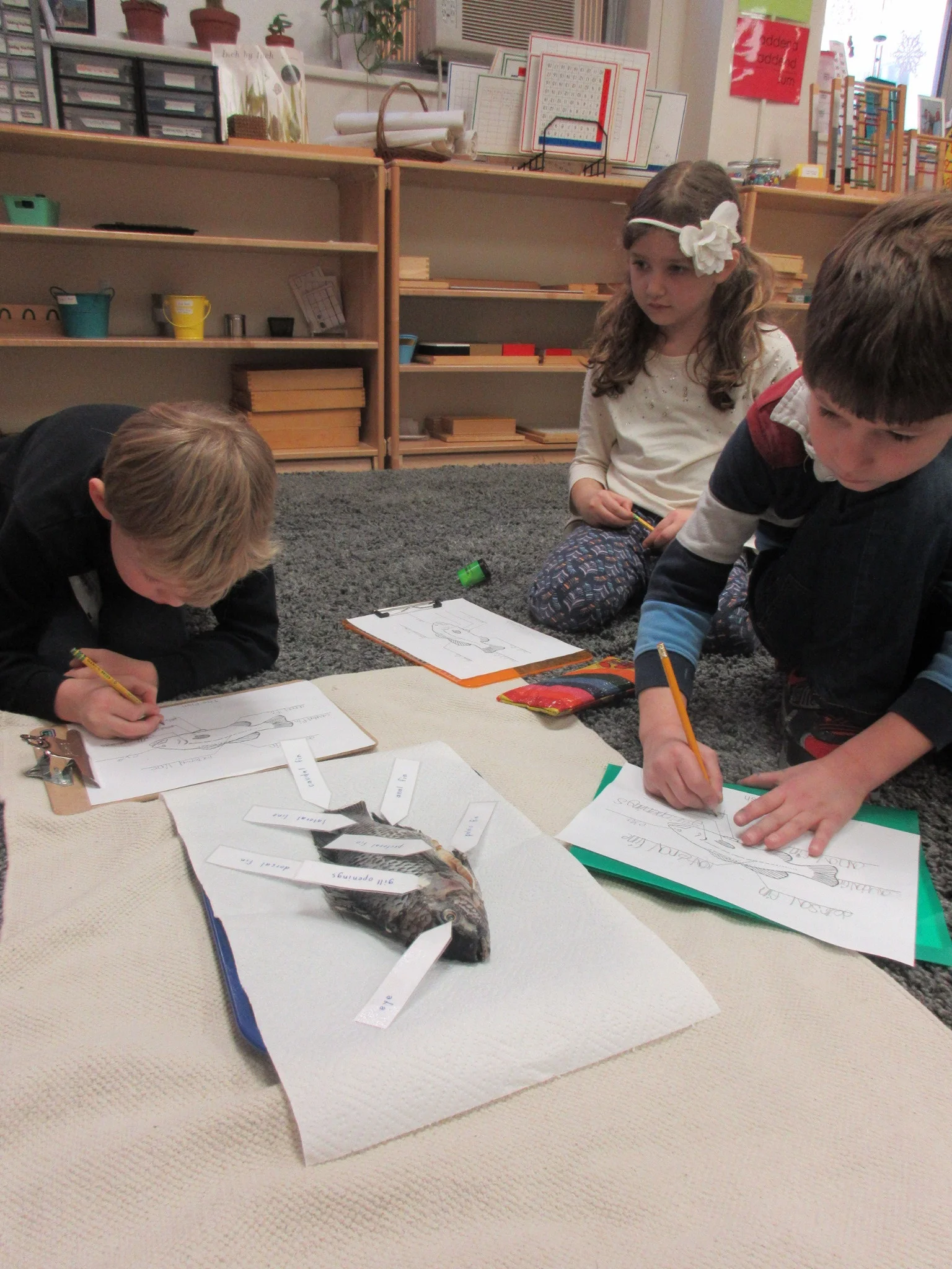 Labeling the parts of a fish.