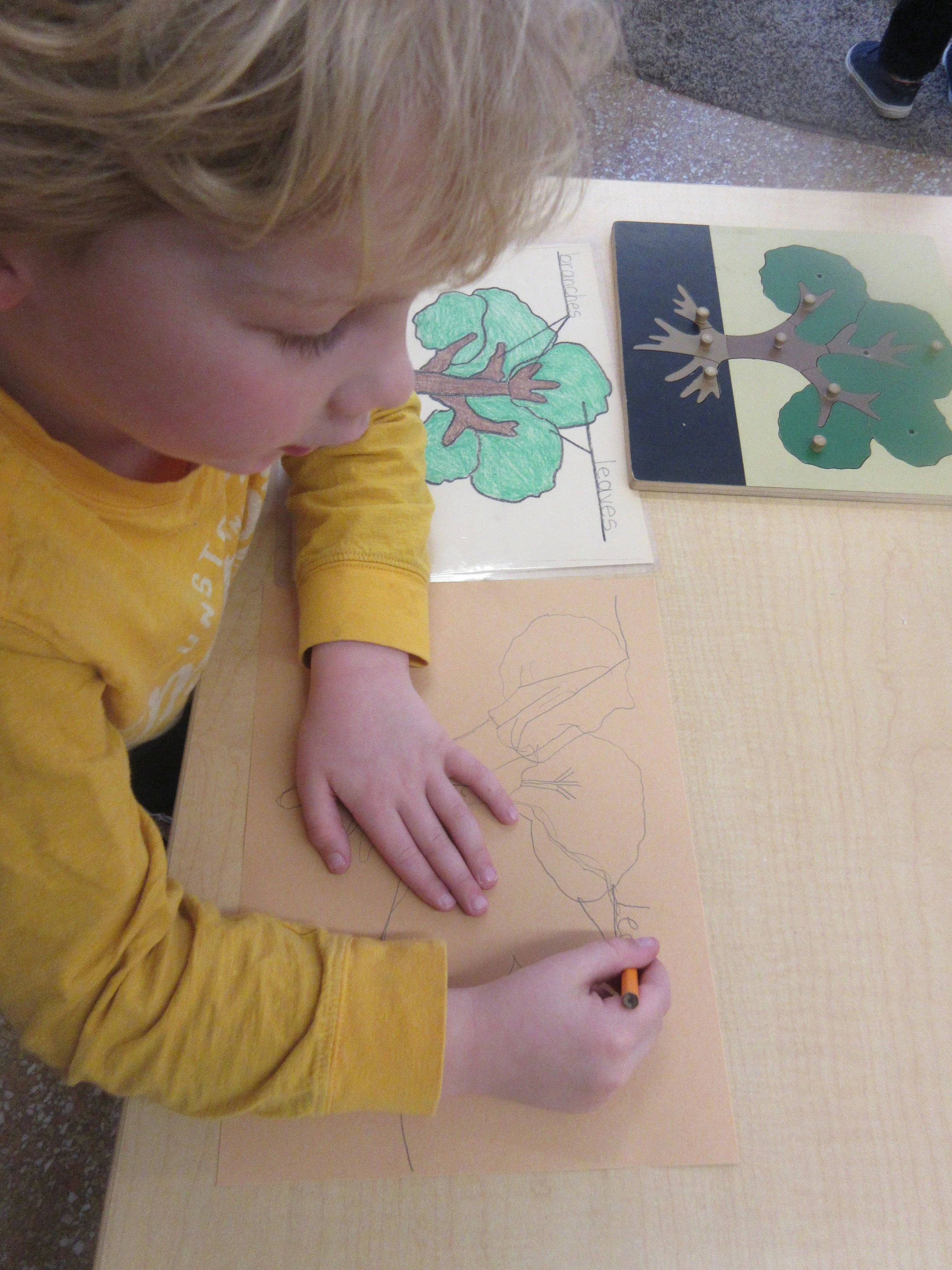 Labeling the parts of a tree 🌳