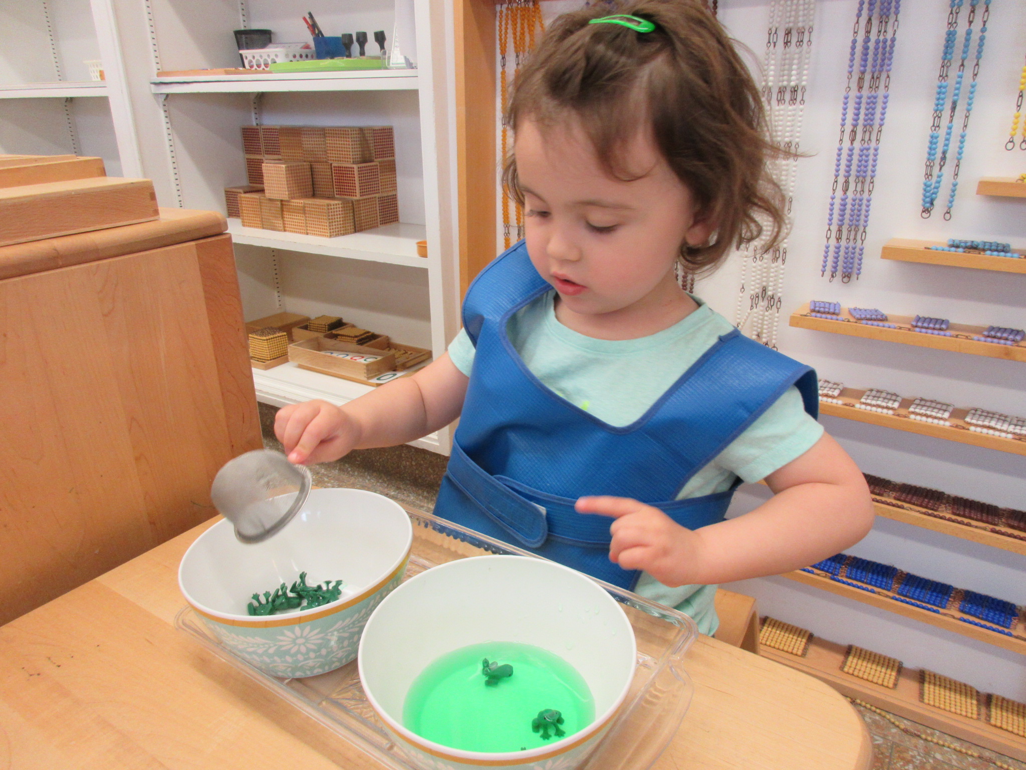 Scooping frogs with great concentration.