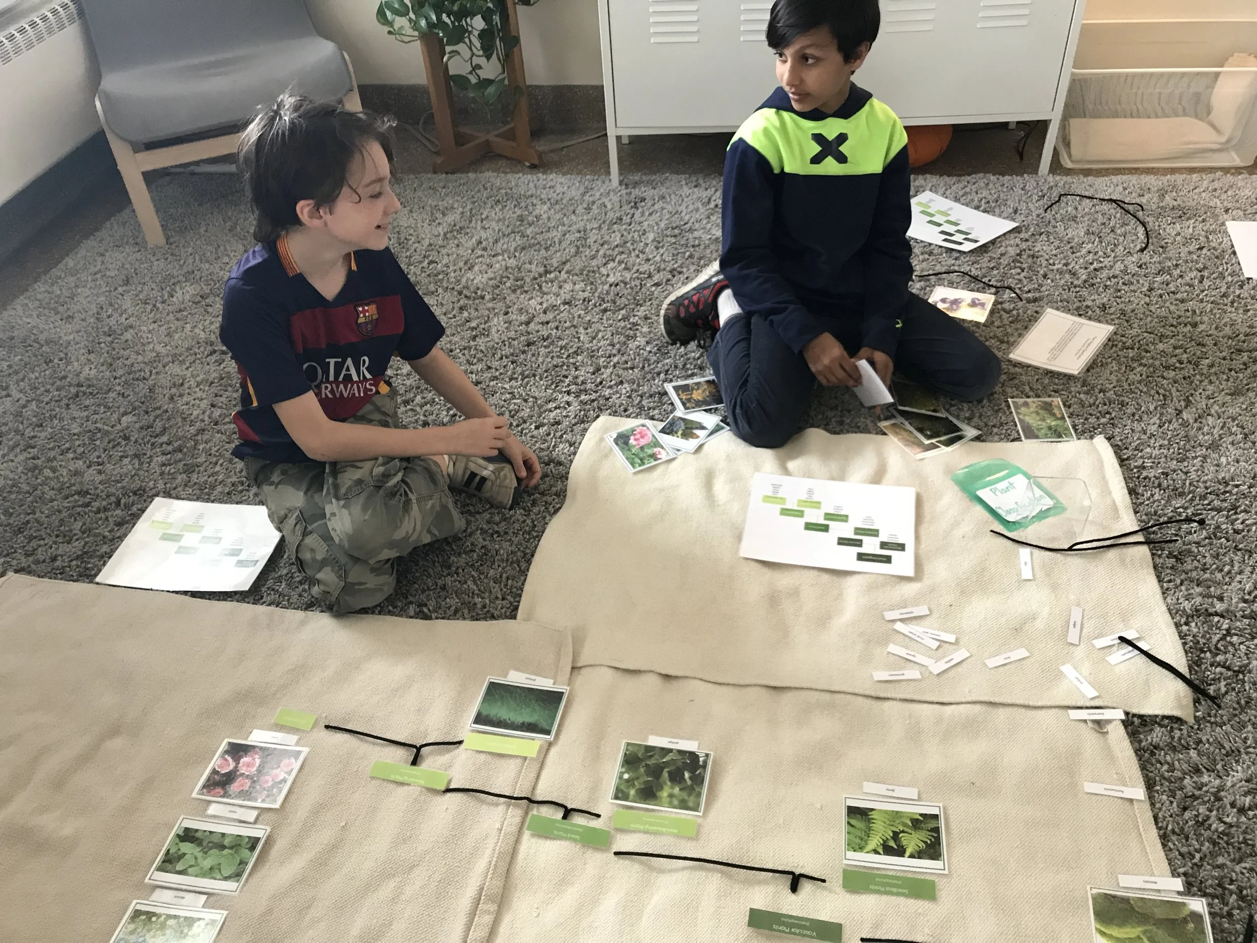 Students working collaboratively on a plant sort in Science 