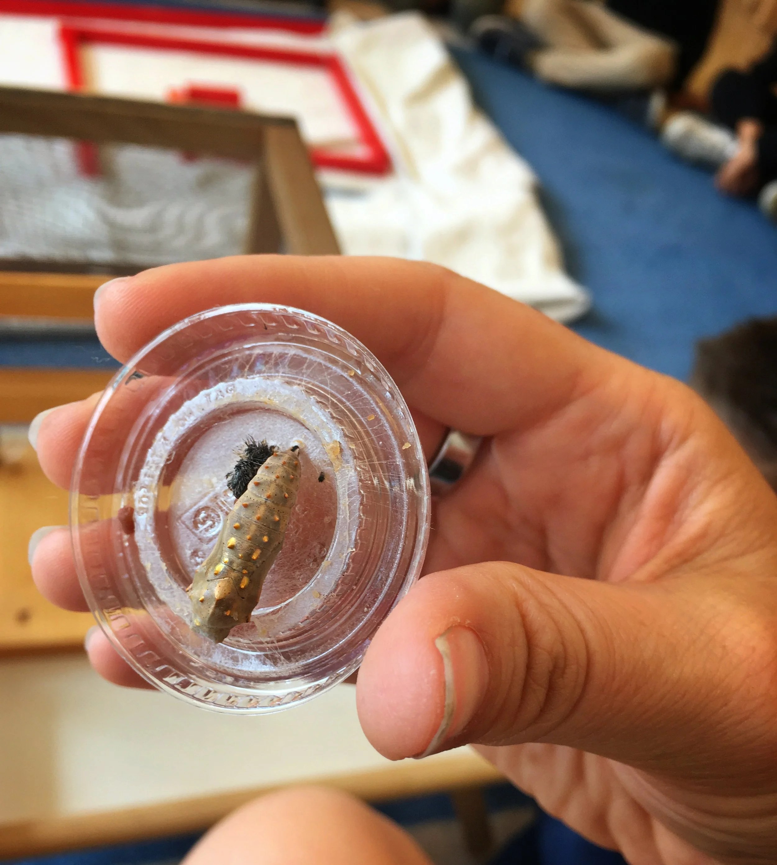 Our caterpillars have become chrysalises!
