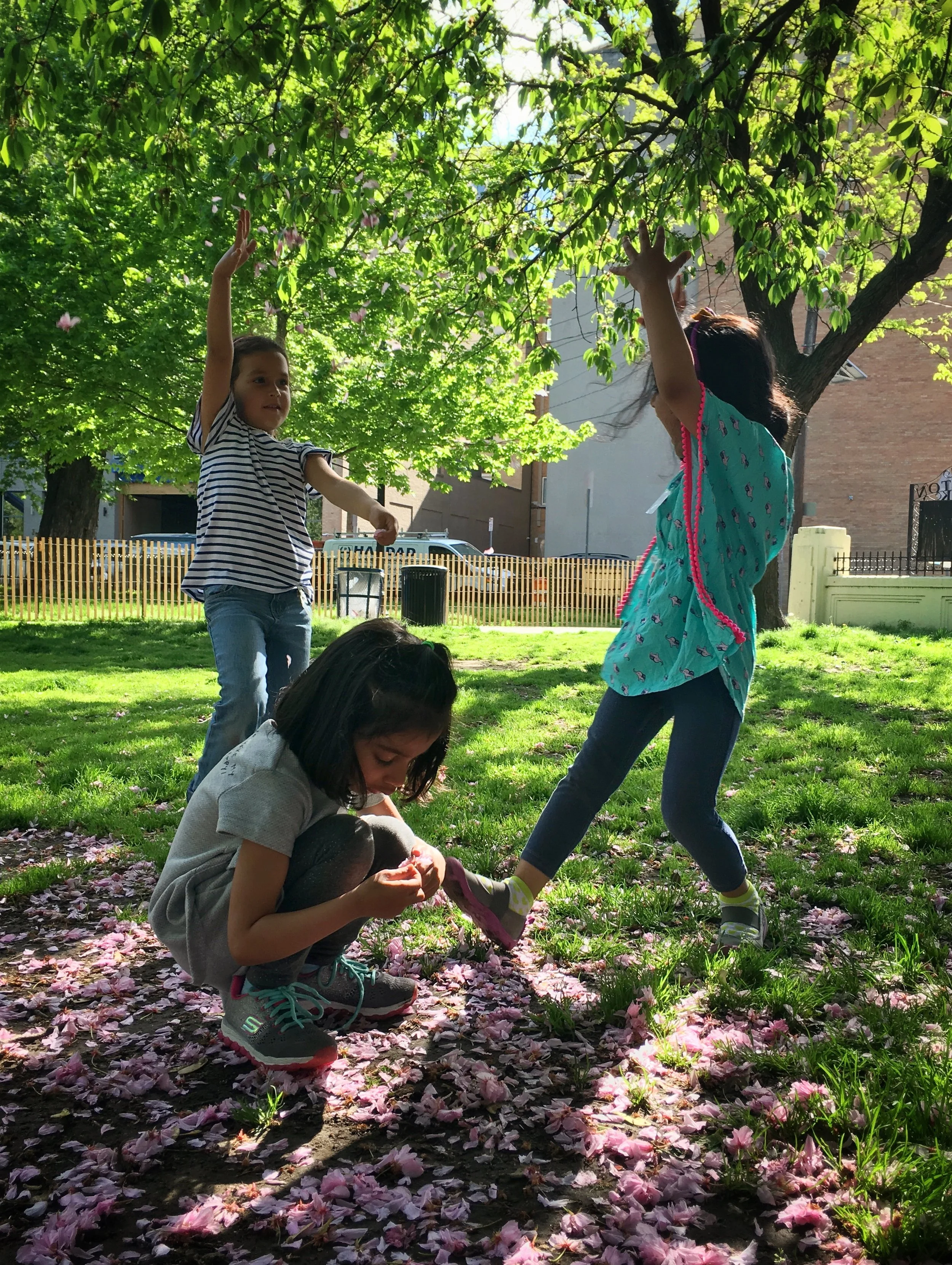 Our own little Cherry Blossom Festival
